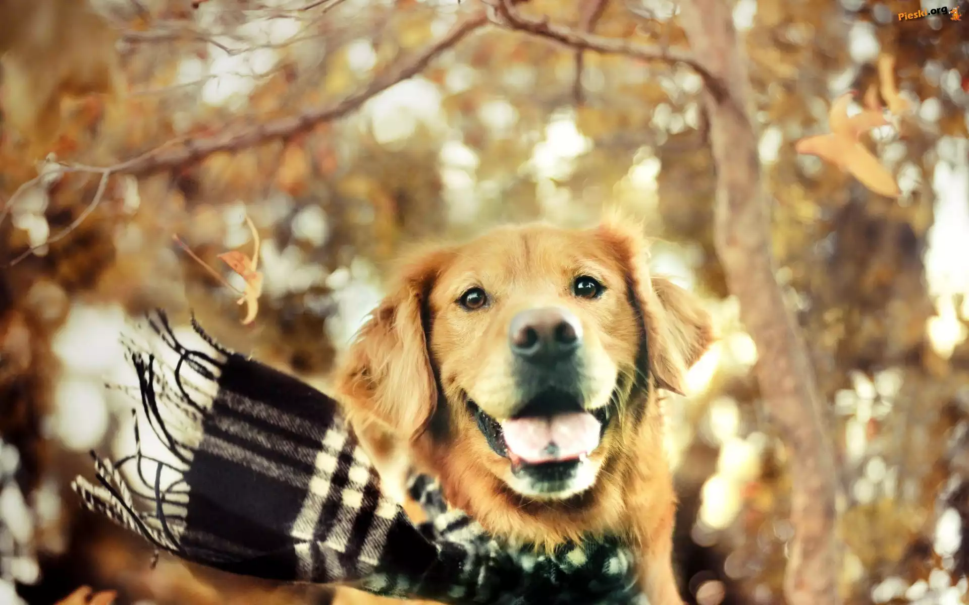 Jesień, W, Szalik, Golden, Retriever, Kratę