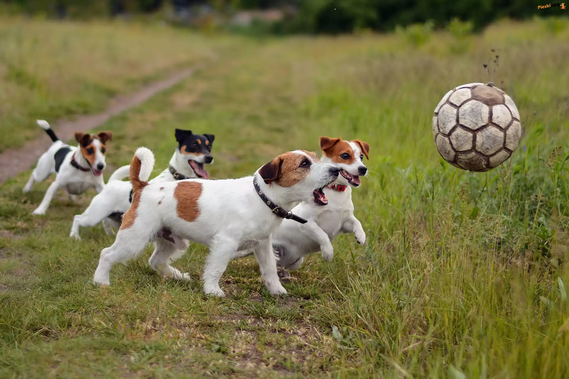 Łąka, Zabawa, Psy, Piłką, Jack Russell Terrier