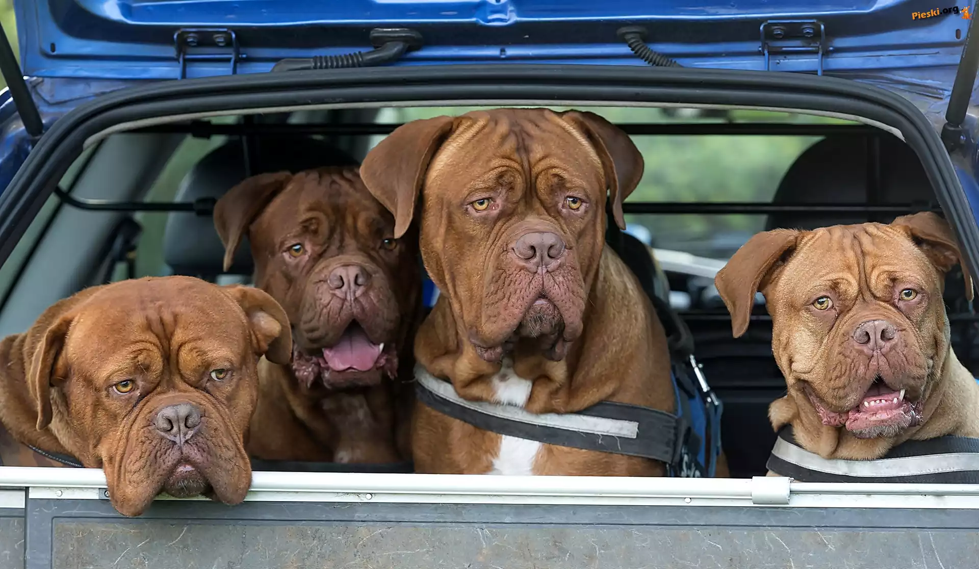 Psy, Samochód, Cztery, Dog de Bordeaux