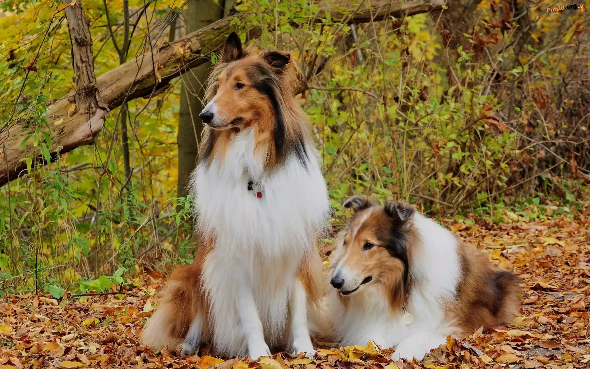Dwa, Tricolor, Collie, Owczarki, Szkockie, Jesień