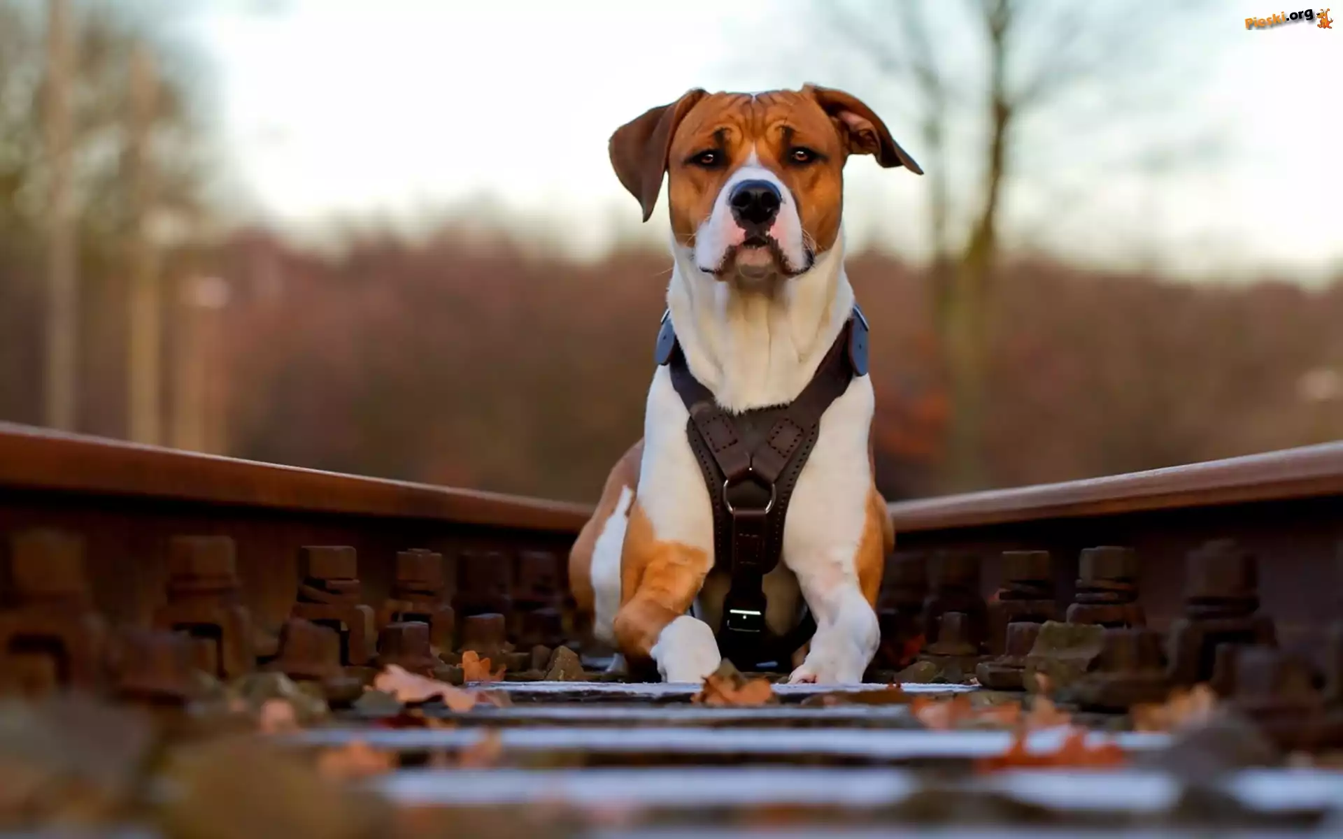 Tory, Pies, Pit Bull Terrier, Kolejowe