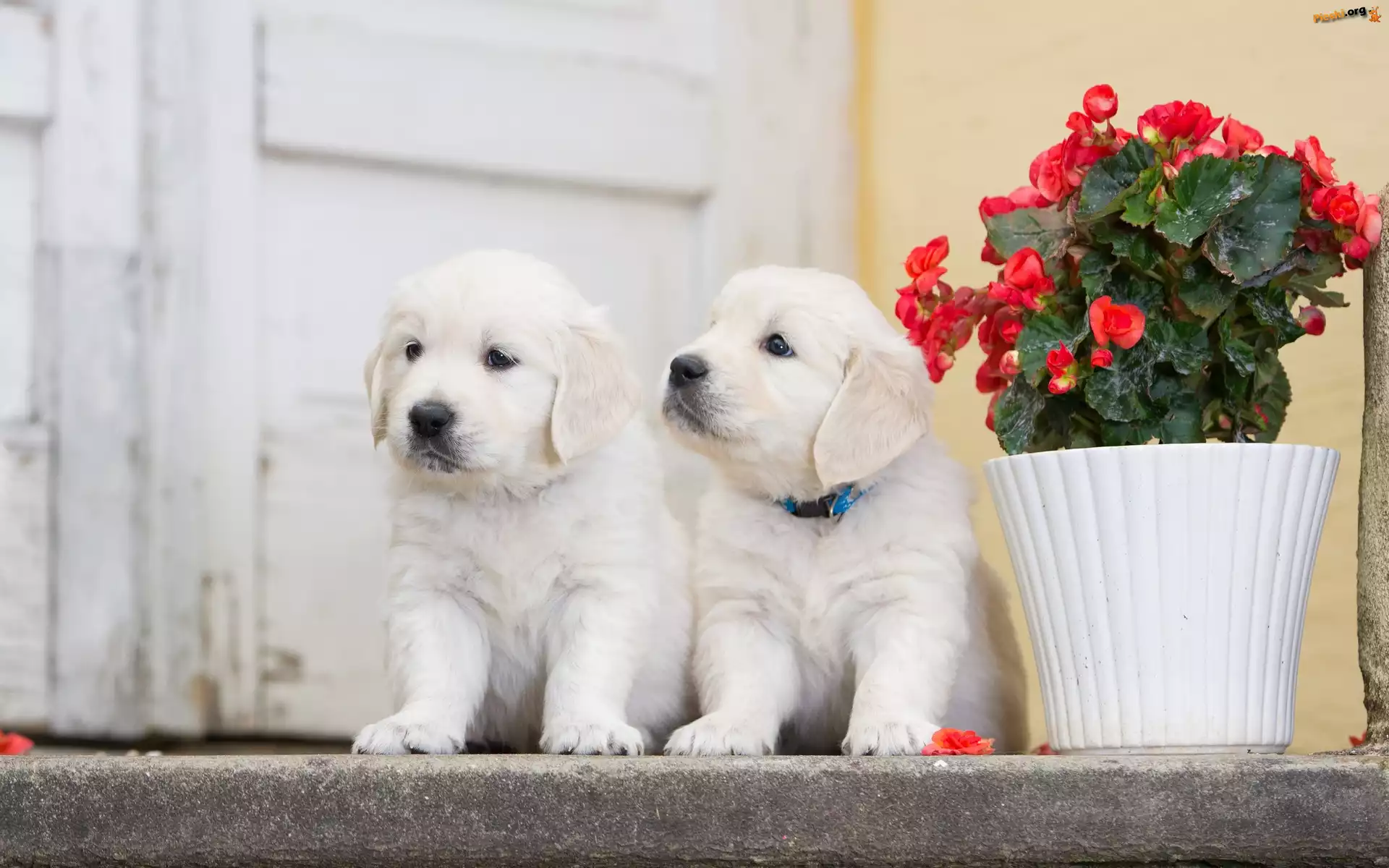 Golden retriever, Pieski, Szczeniaki, Pelargonia