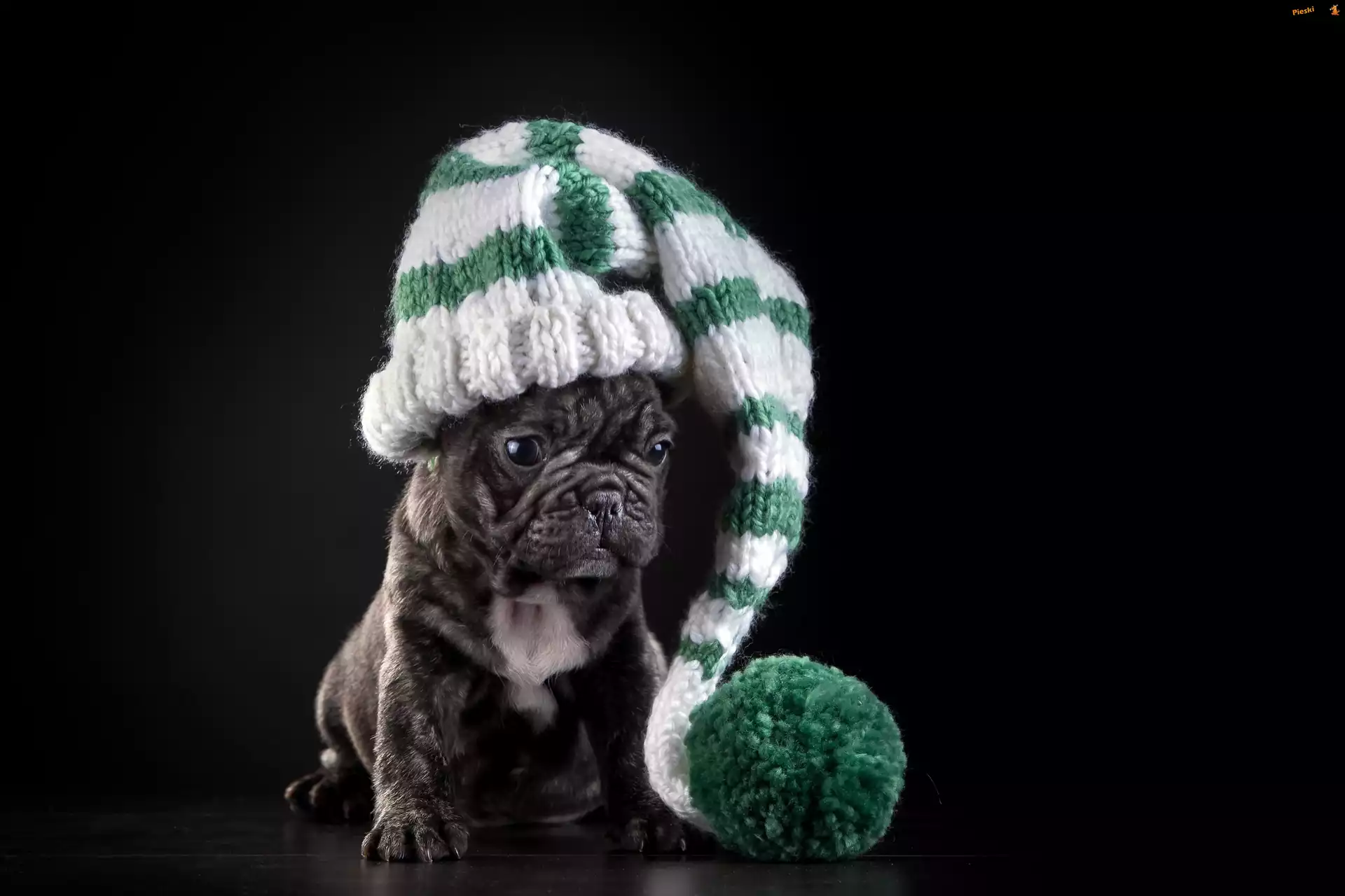 Czapka, Pies, Pompon, Szczeniak, Buldog francuski, Zimowa, Dzianina