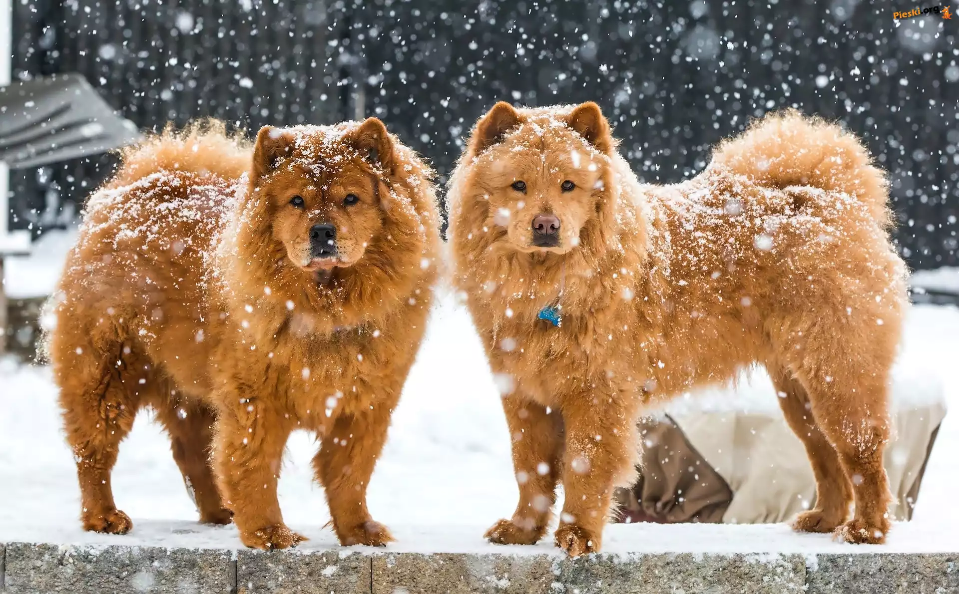 Psy, Zima, Dwa, Chow chow