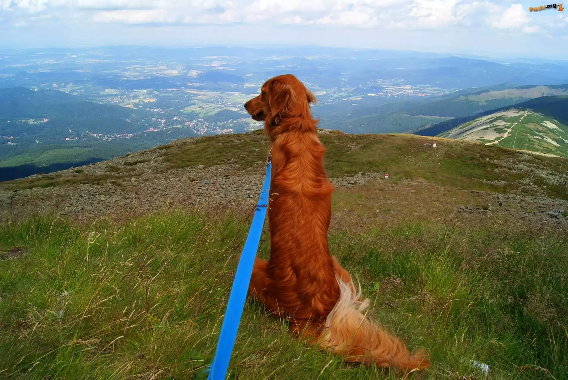 Krajobraz, Golden Retriever