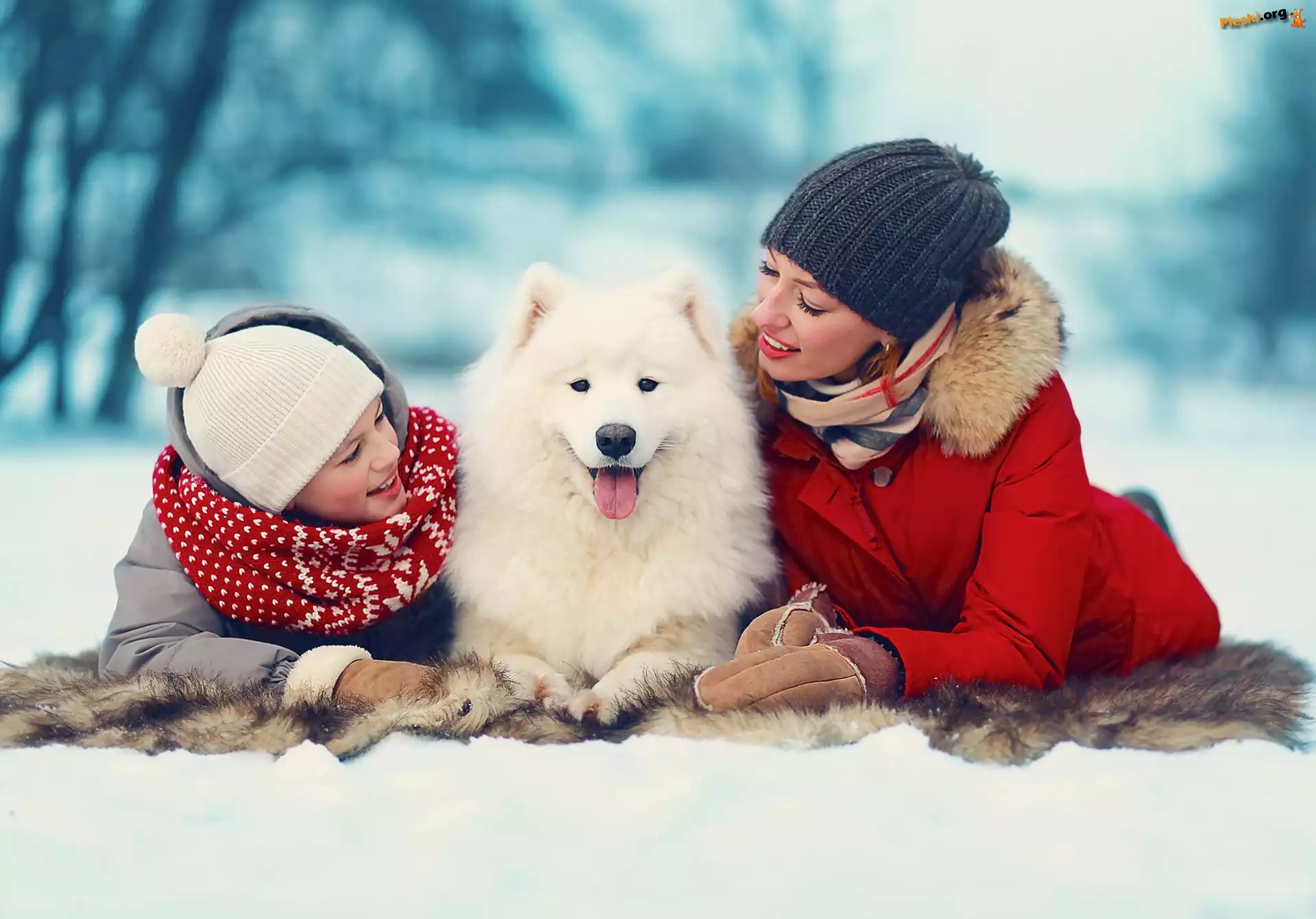 Zima, Dwie, Samojed, Biały, Pies, Kobiety