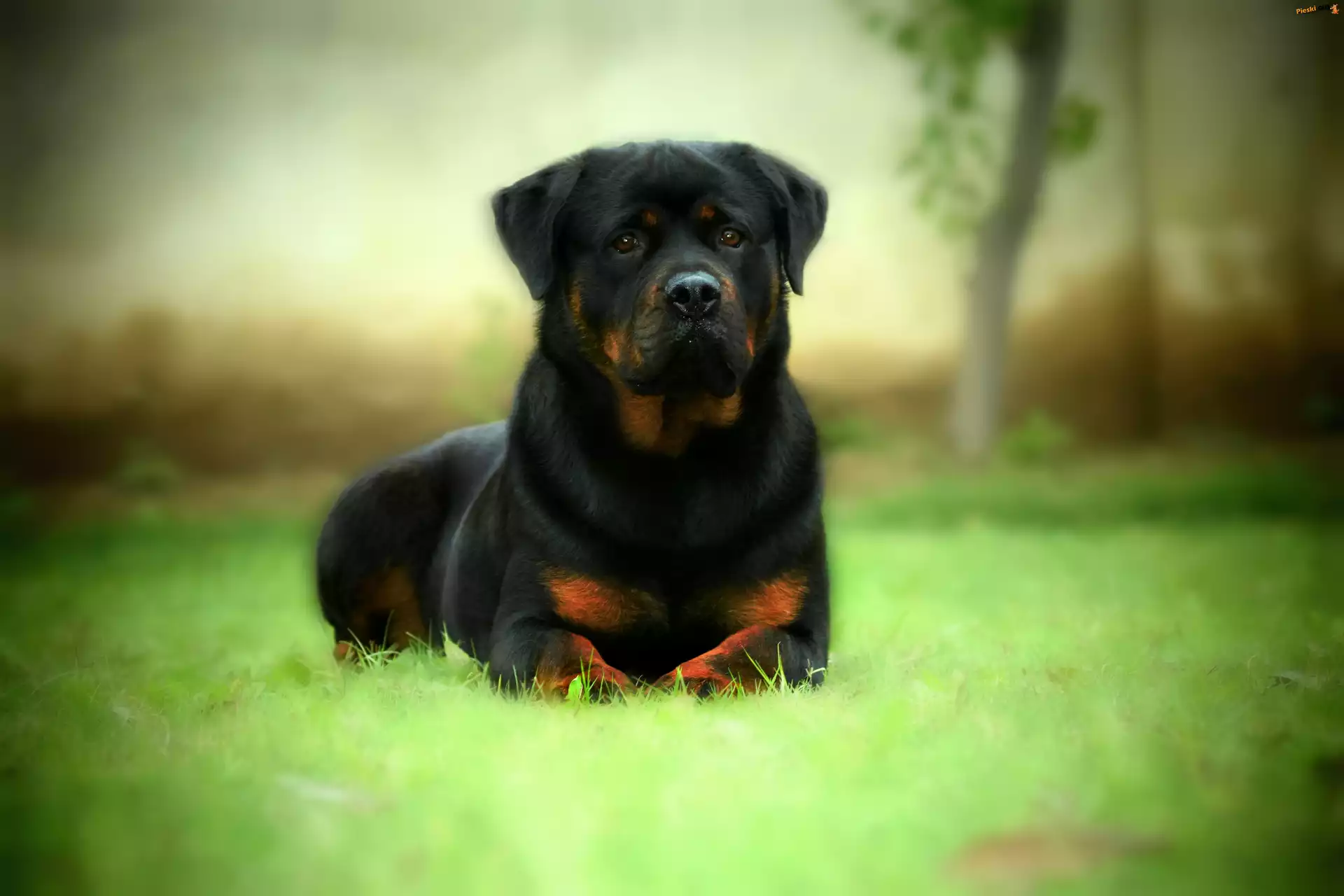 Pies, Rottweiler