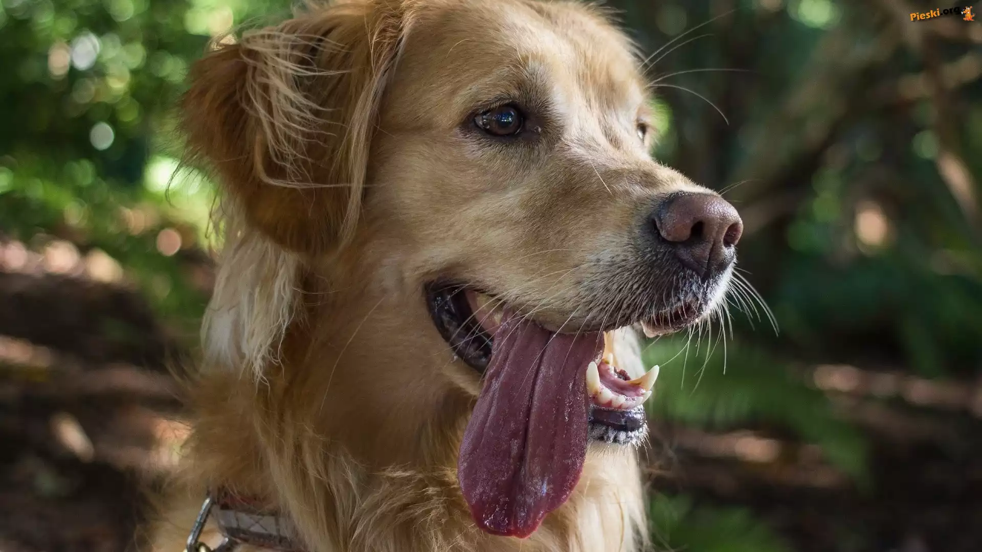 Retriever, Pies, Golden, Język