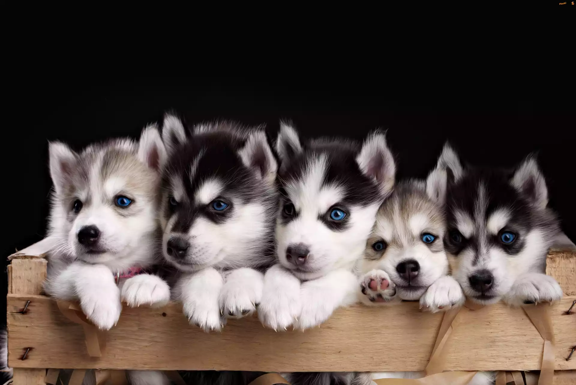 Pięć, Drewniana, Husky, Słodkich, Szczeniaczków, Skrzynka
