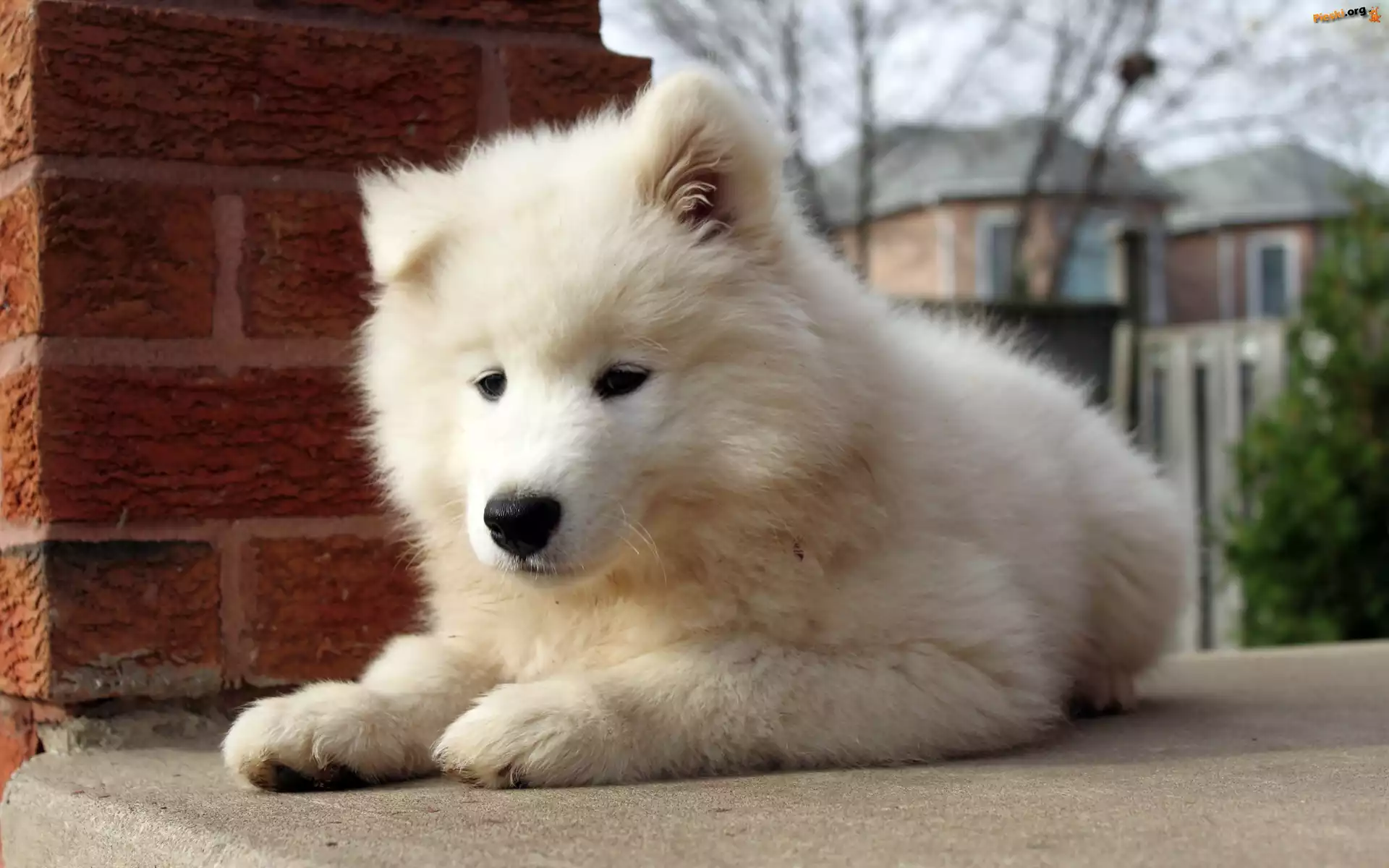 Szczeniak, Słodki, Biały, Samojed