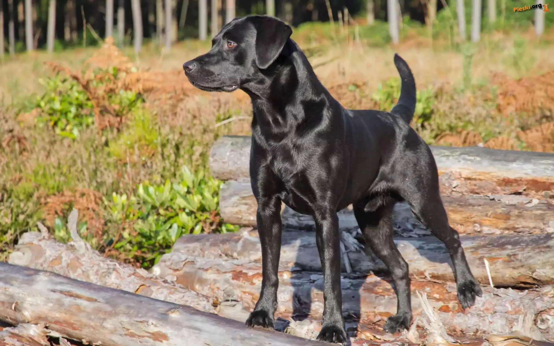 Zarośla, Pies, Czarny, Kłody, Labrador Retriever