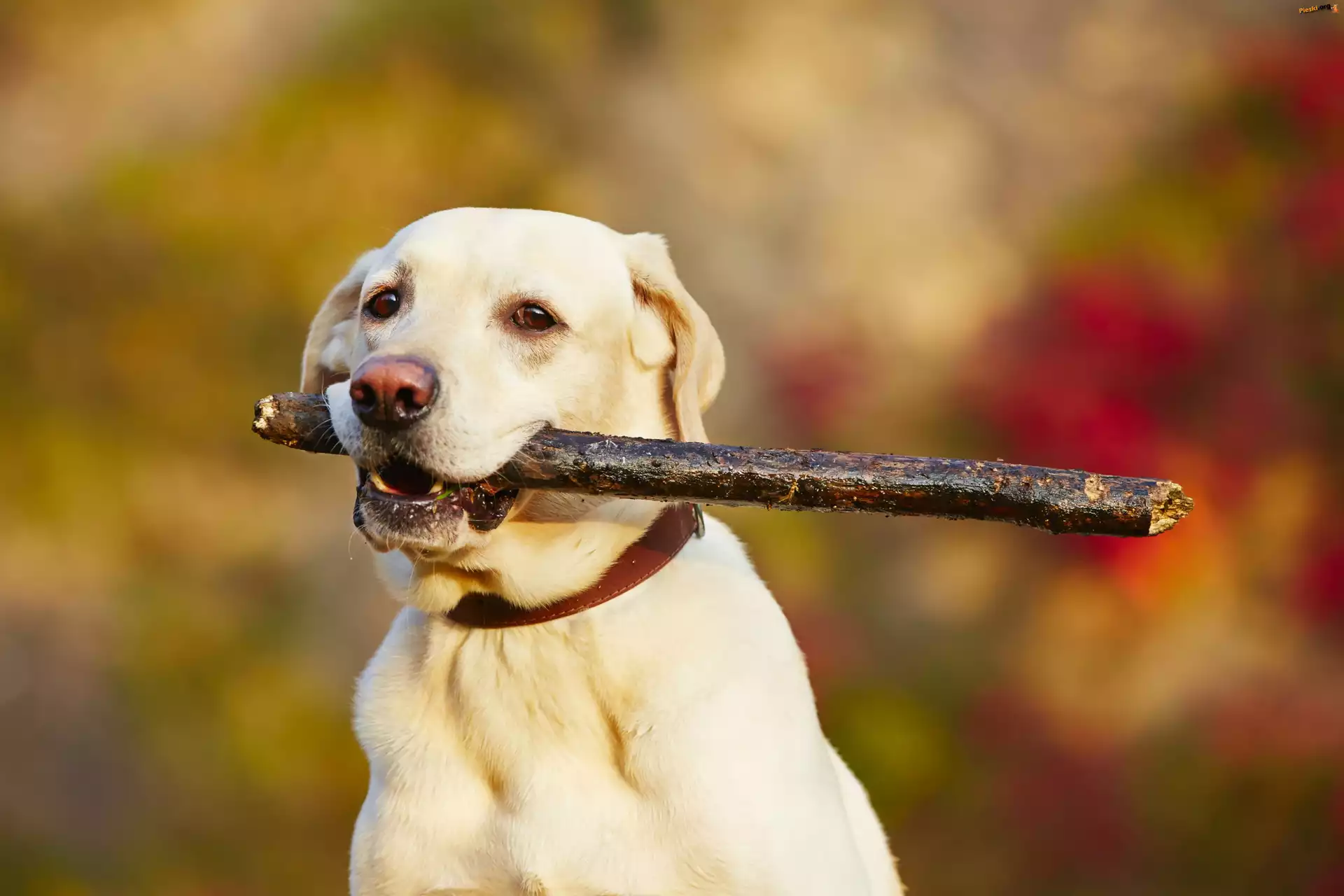 Pies, Zabawa, Kij, Labrador, Retriever, Łąka