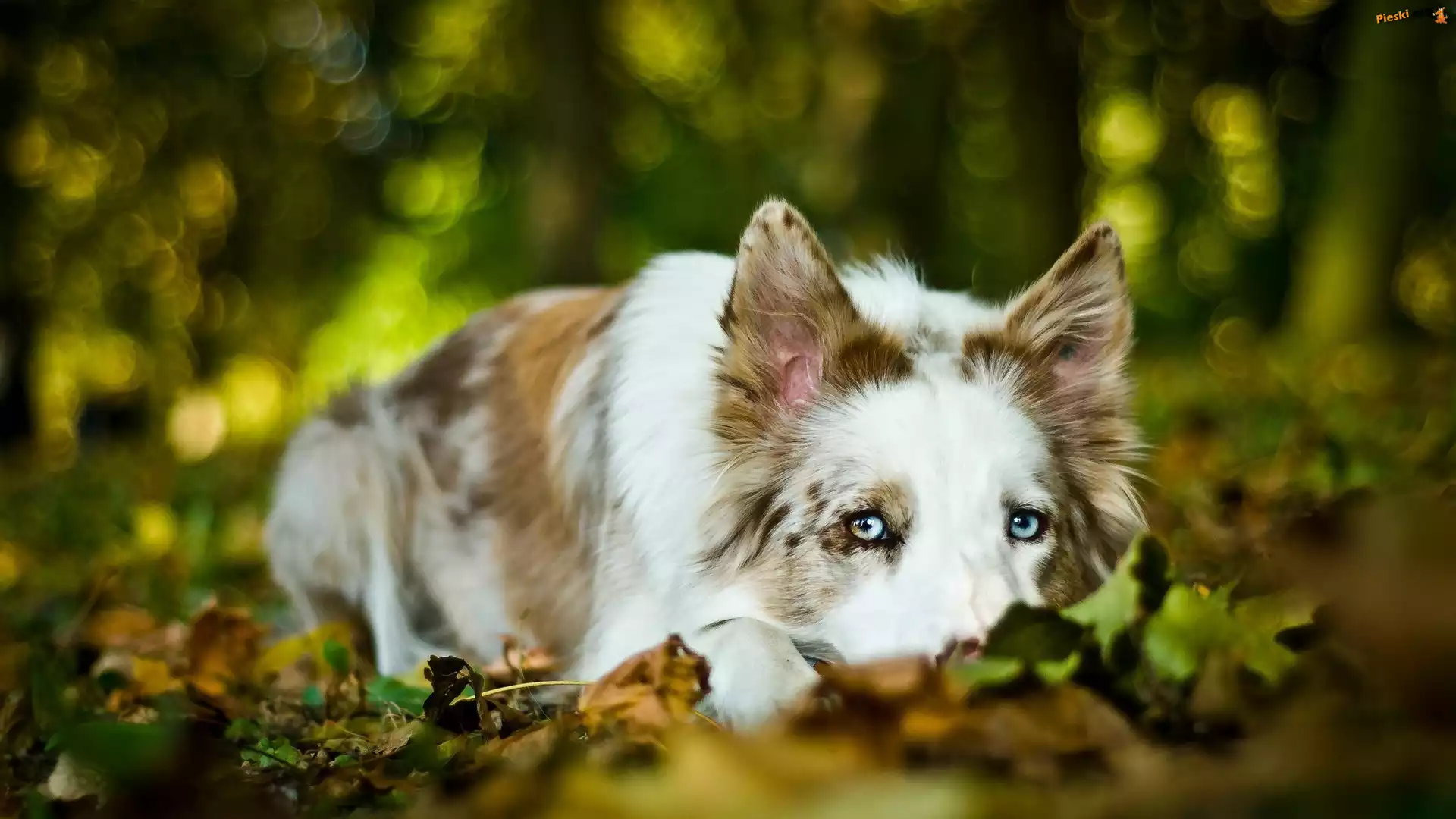 Smutny, Pies, Border Collie