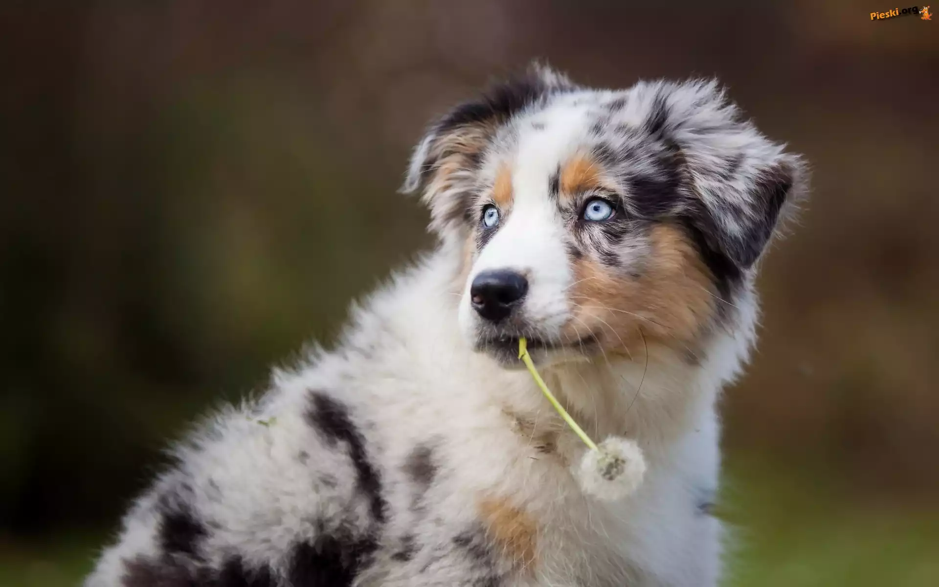 Mniszek, Szczeniak, Pies, Border Collie, Dmuchawiec