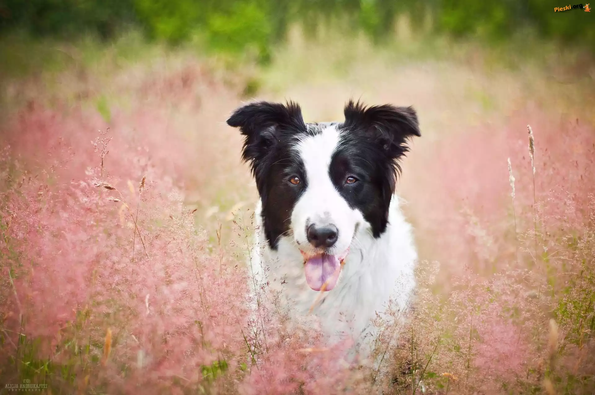 Jęzor, Trawa, Pies, Border Collie