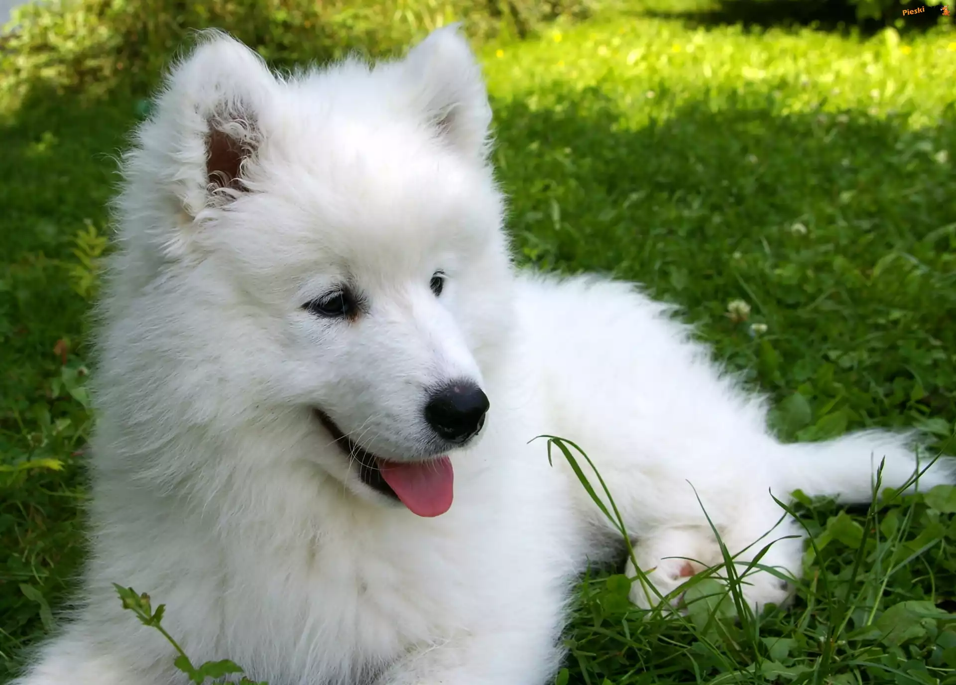 Samojed, Słodki, Szczeniaczek, Łąka