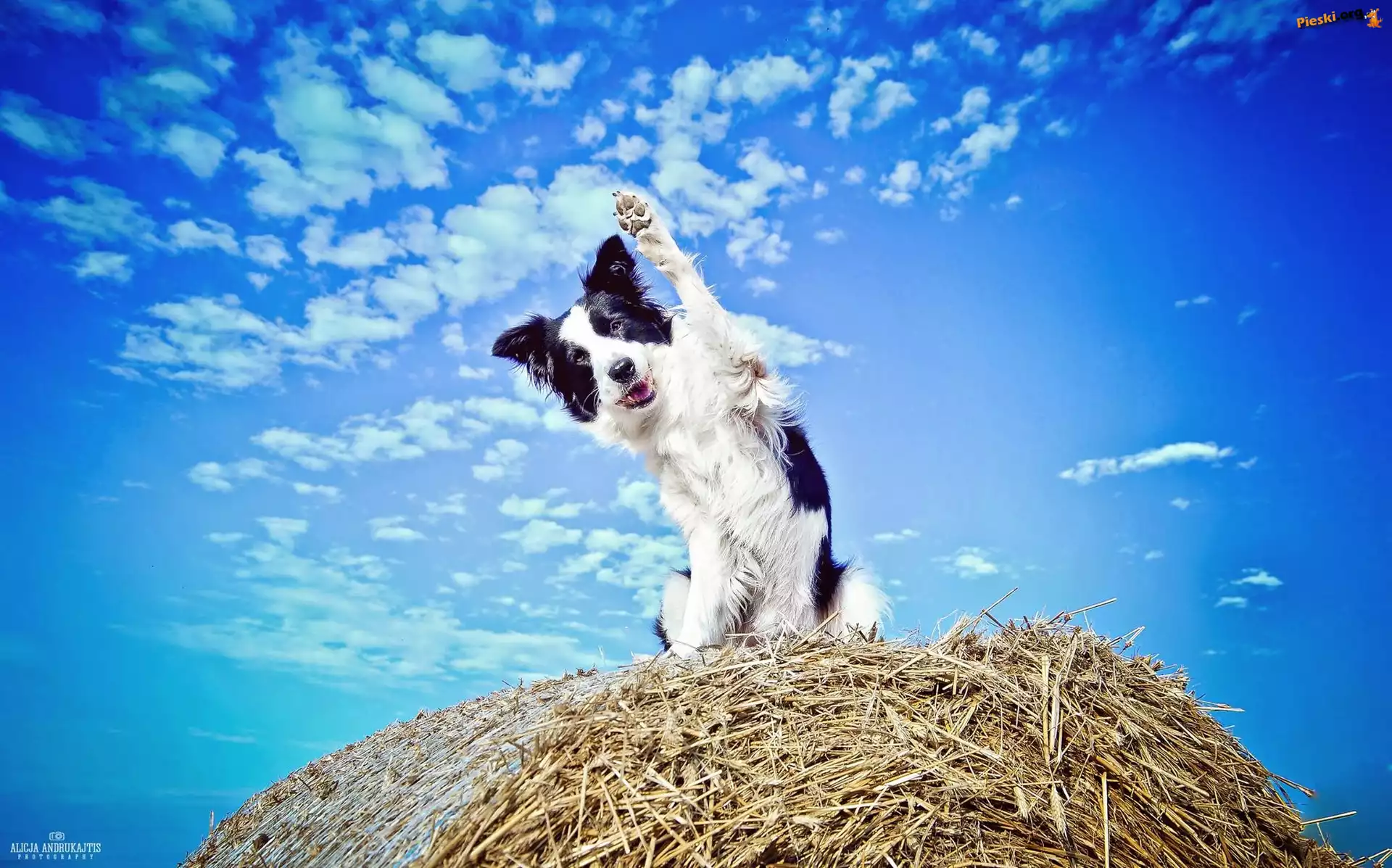 Pies, Siano, Niebo, Border Collie, Łapa, Bela