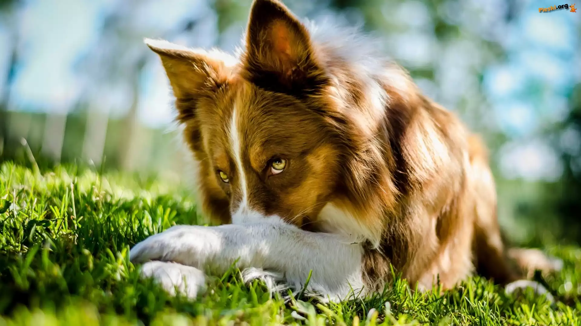 Pies, Border Collie, Łąka