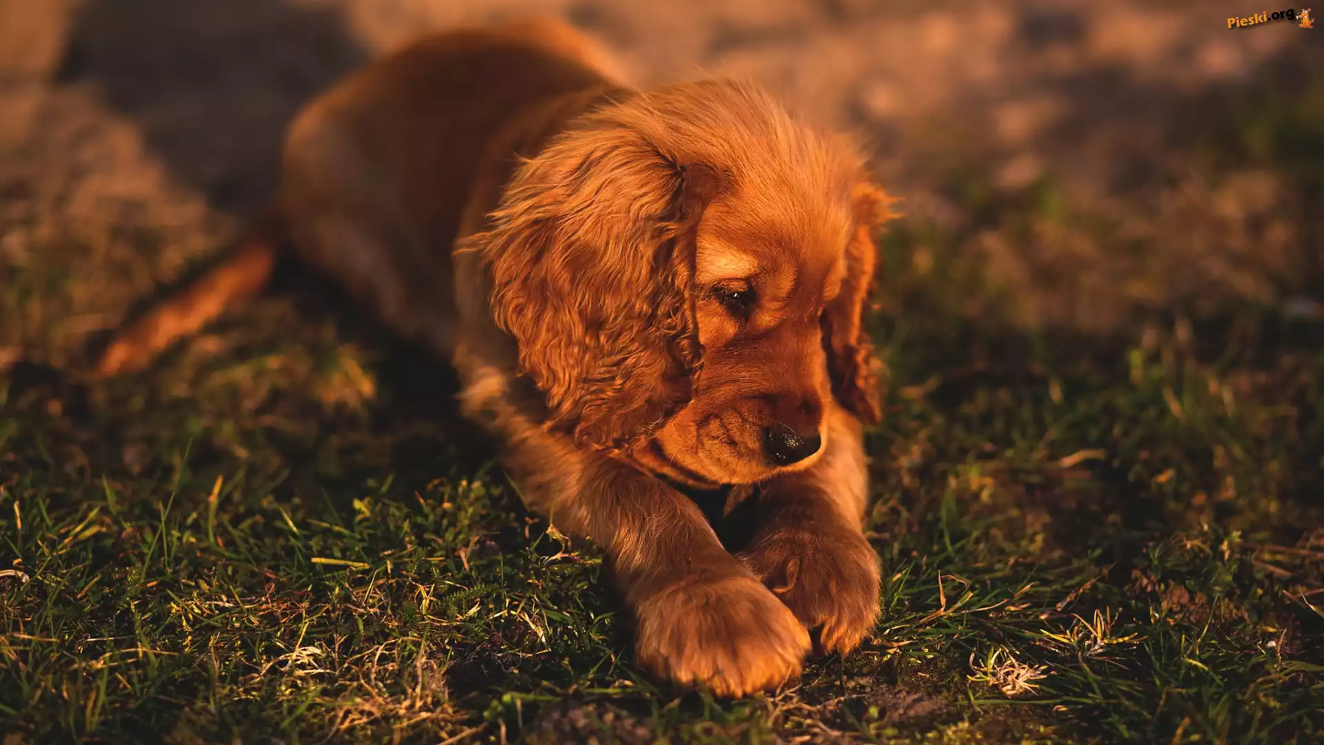 Spaniel, Pies, Cocer, Szczeniak