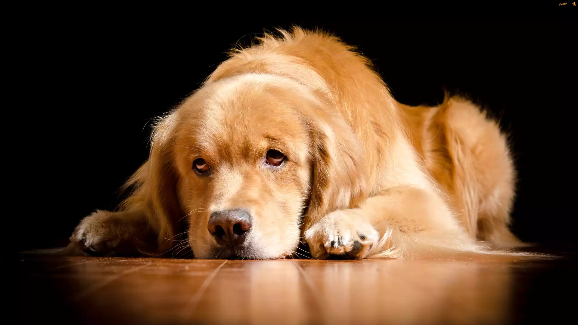 Mordka, Pies, Smutna, Golden Retriever