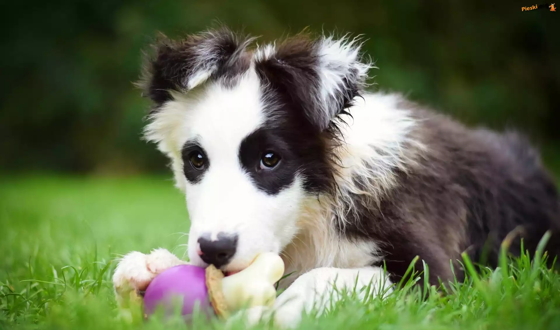 Collie, Szczeniak, Border, Zabawka