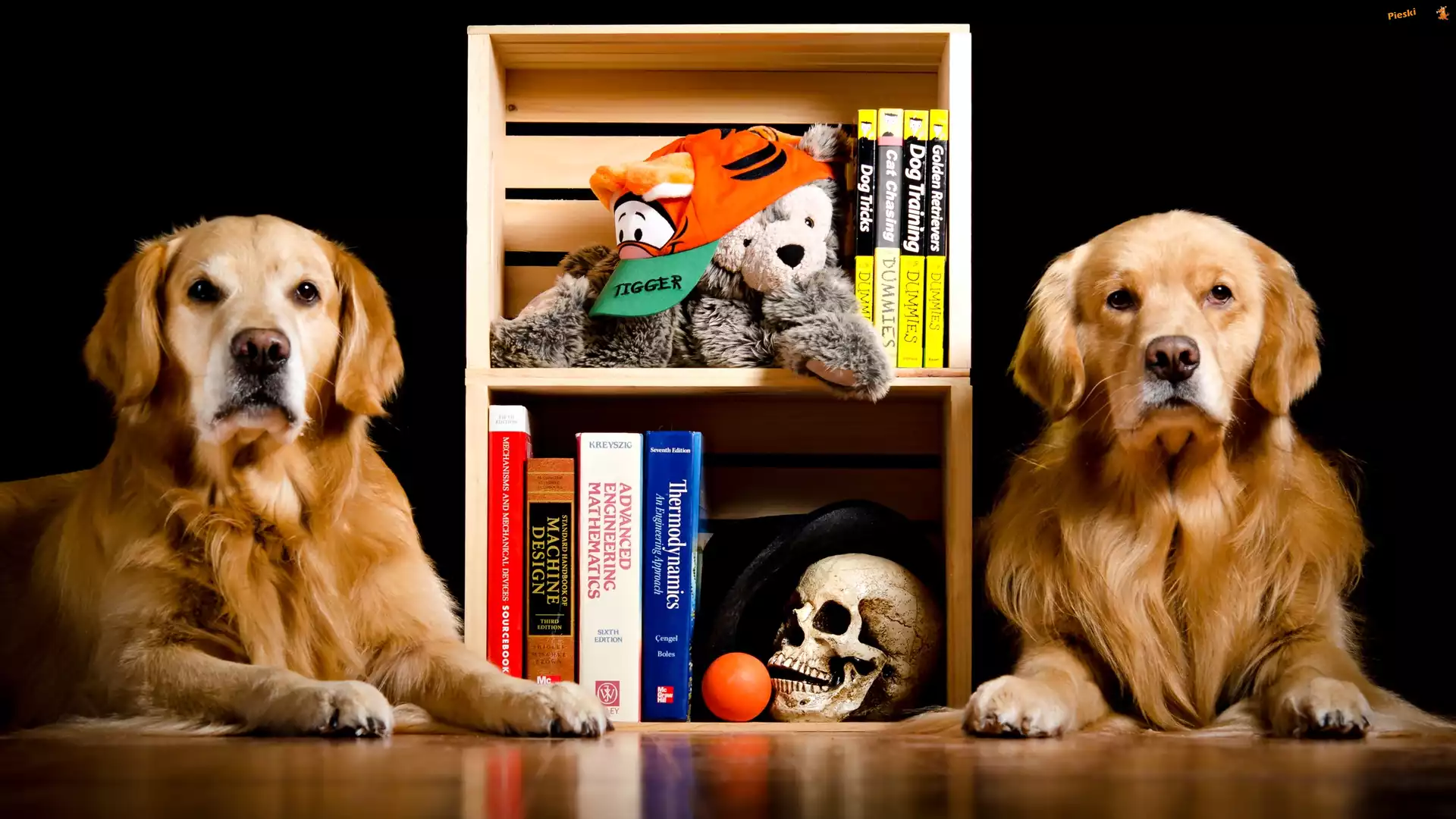 Golden retrievery, Dwa, Psy, Książki