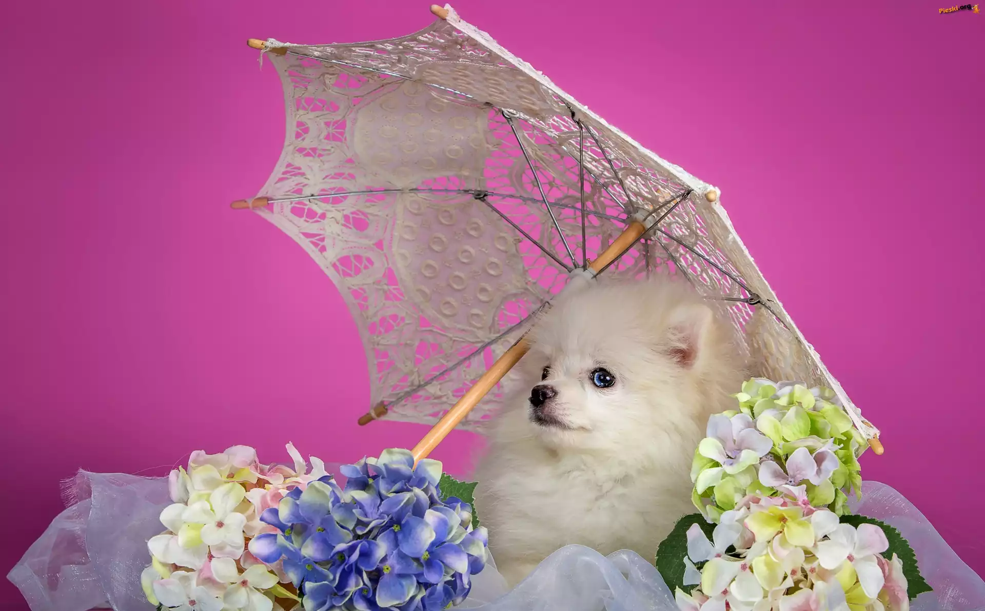 Parasol, Piesek, Biały, Szpic, Kwiatki