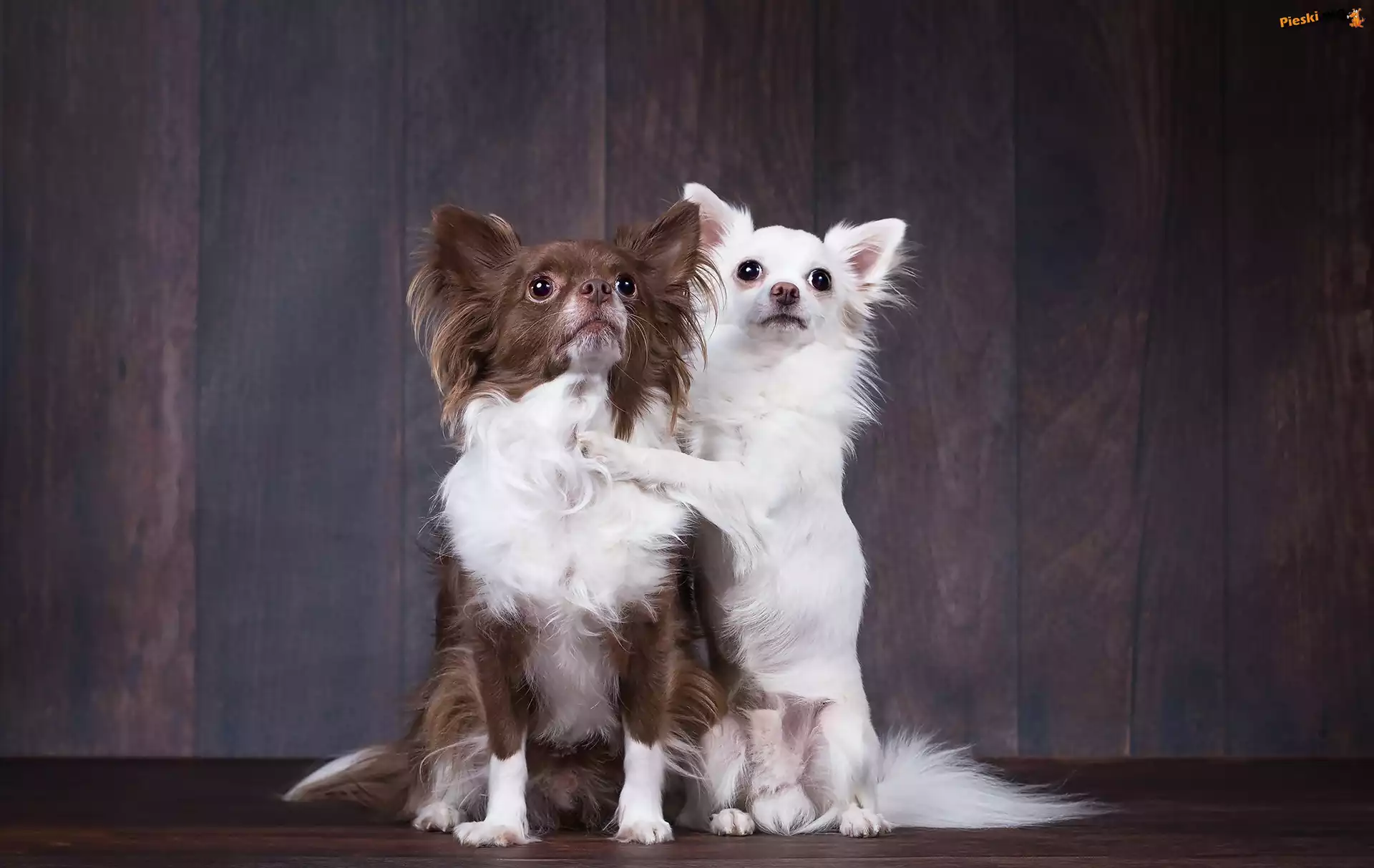 Chihuahua, Słodkie, Dwa, Pieski, Pozowanie