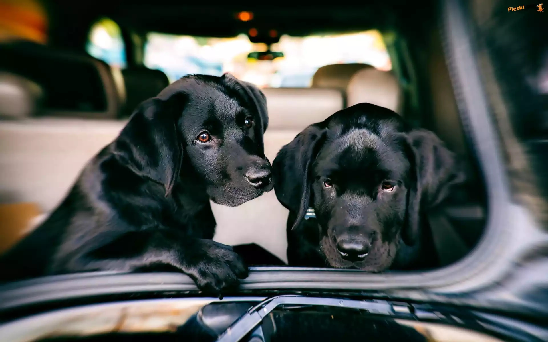 Labrador Retriever, Czarne, Dwa, Psy, Samochód