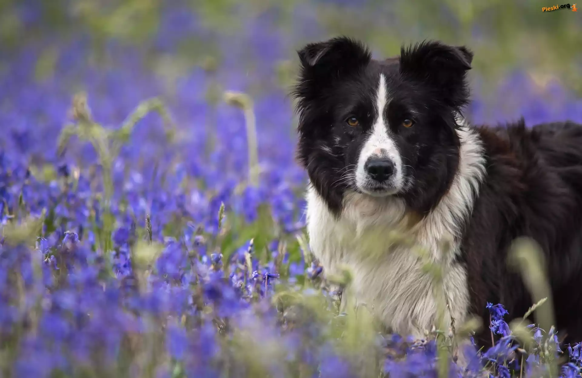 Pies, Kwiaty, Łąka, Border, Collie, Dzwonki