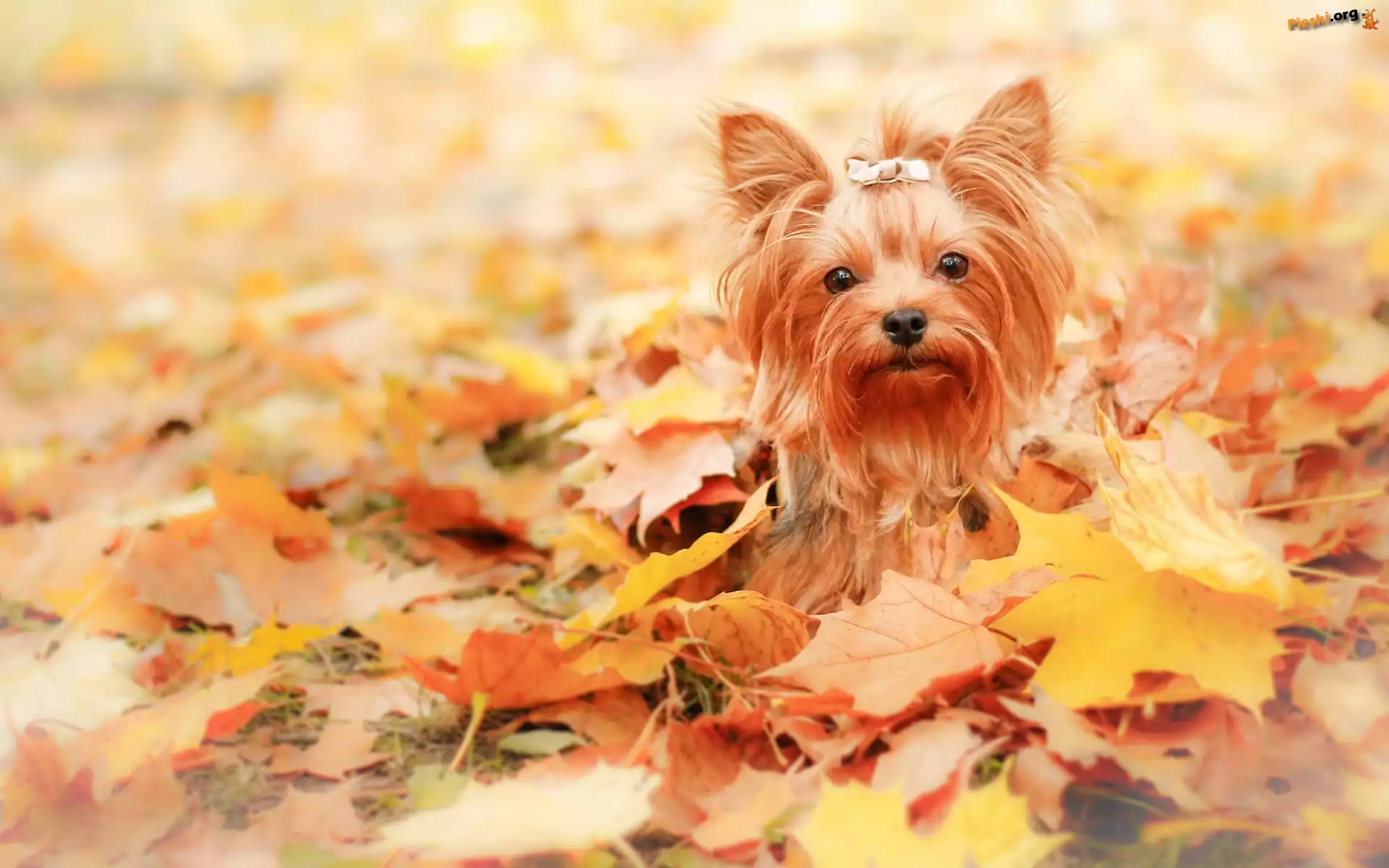 Pies, Jesień, Liście, Yorkshire Terrier