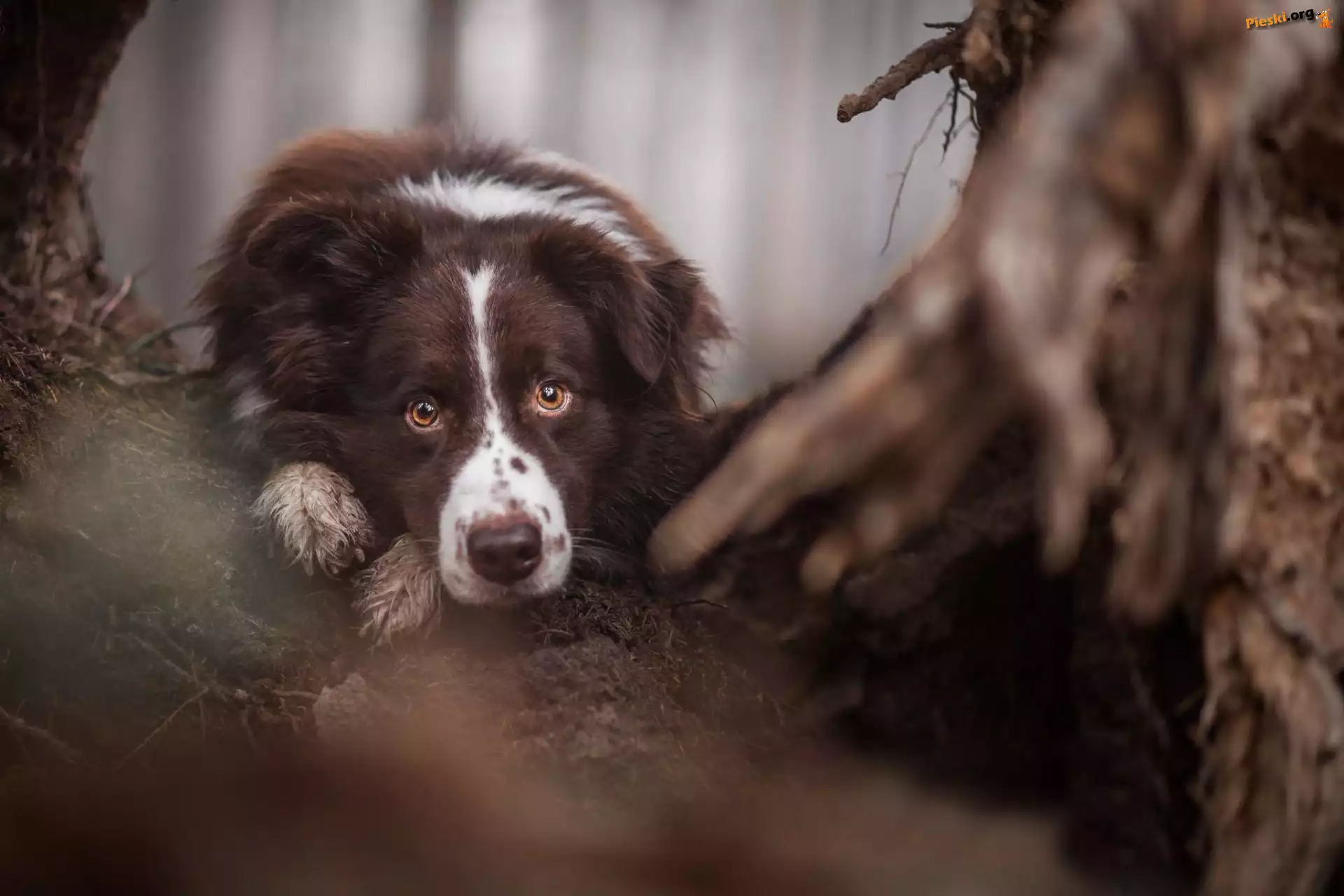 Pysk, Oczy, Border Collie