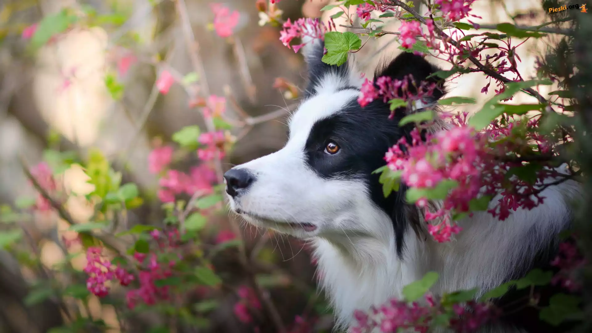 Krzewy, Pies, Border collie, Kwiaty