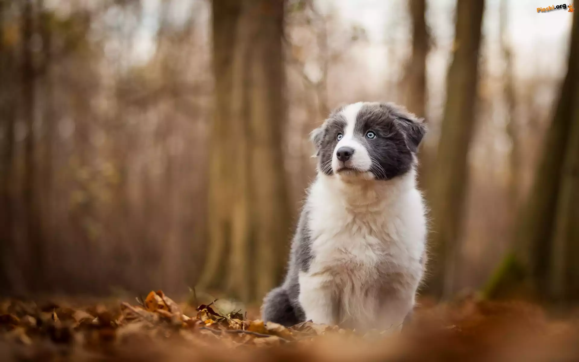 Las, Pies, Rozmyte, Border, Szczeniak, Collie, Tło