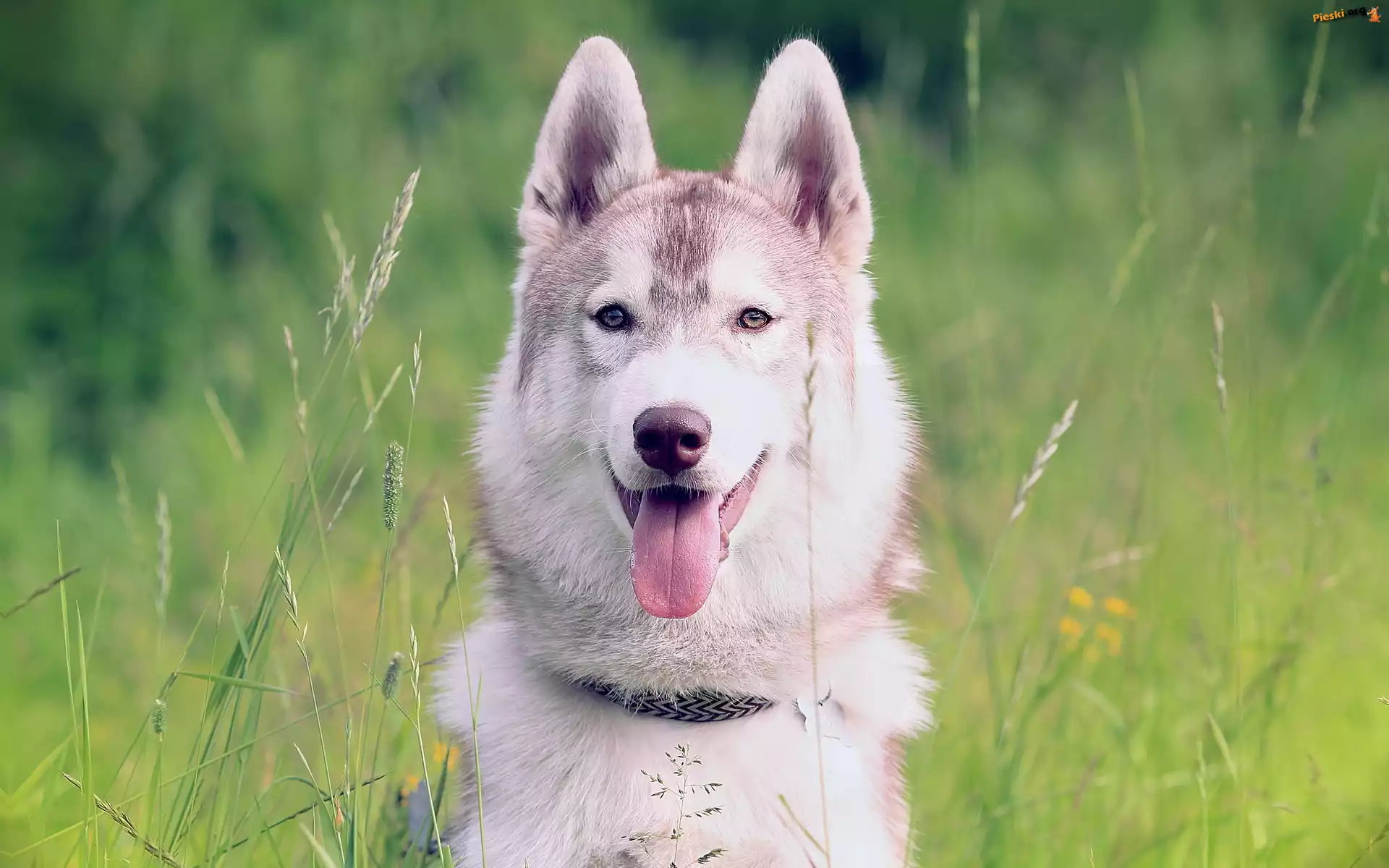 Husky, Pies, Siberian, Łąka