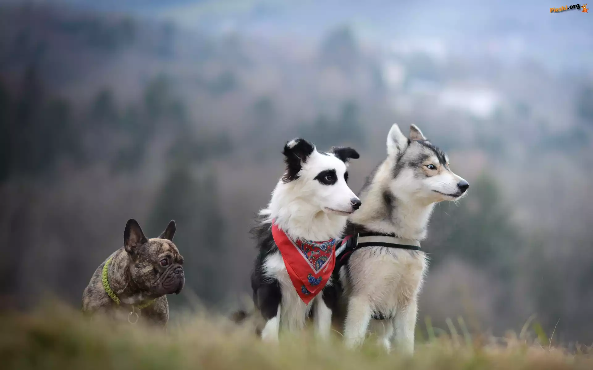 Buldog francuski, Border collie, Siberian husky