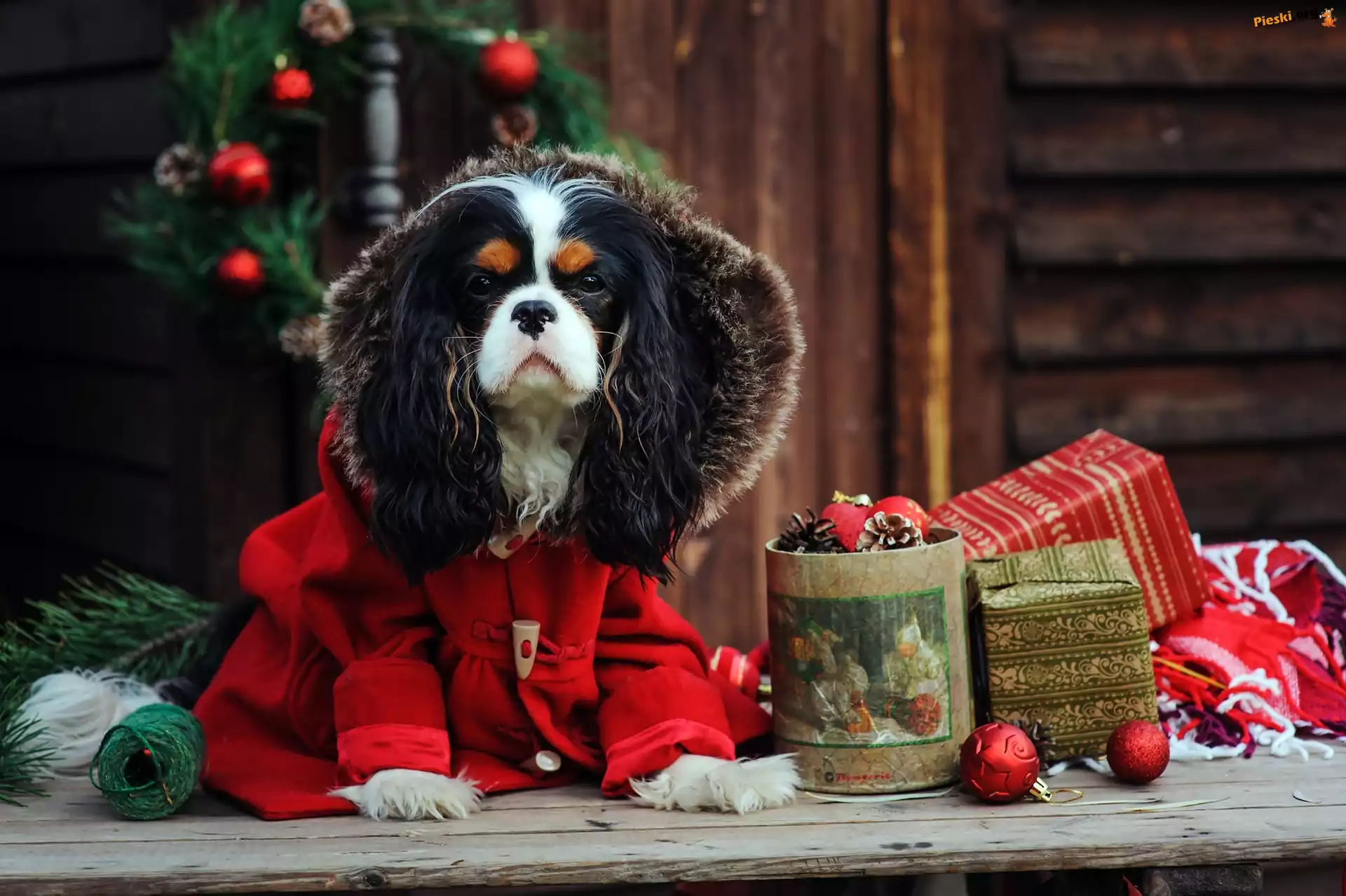 Cavalier King Charles spaniel, Ubranko, Choinka