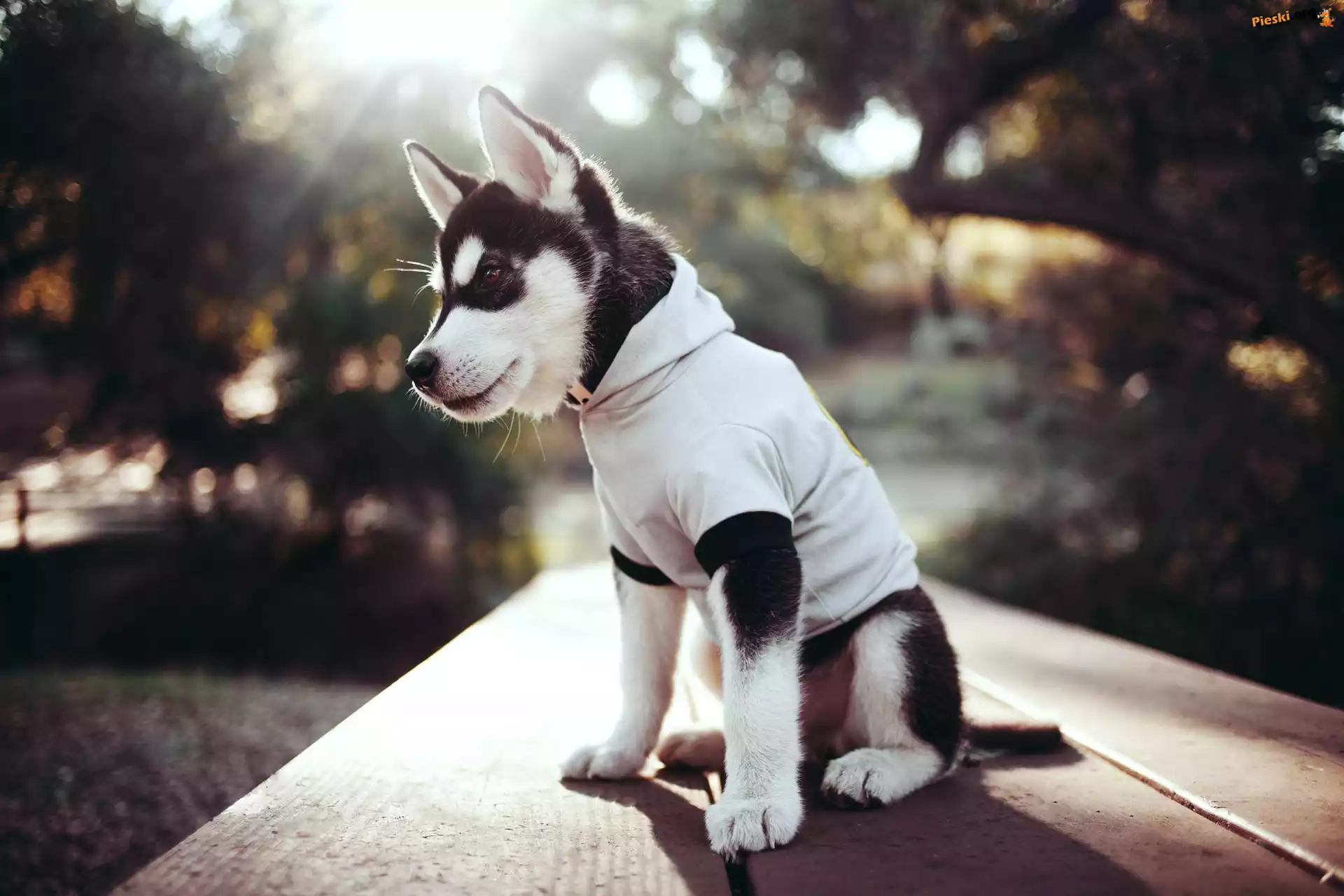 Alaskan malamute, Szczeniak, Ubranie