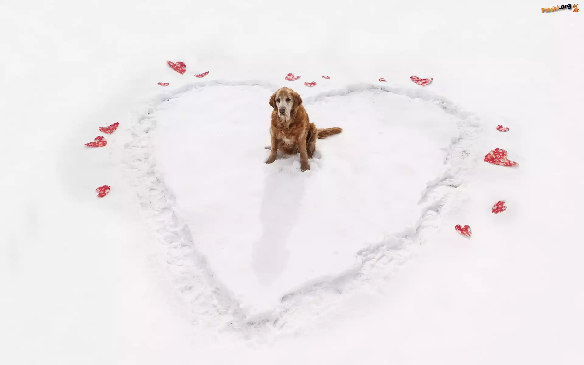 Śnieg, Serce, Golden Retriever