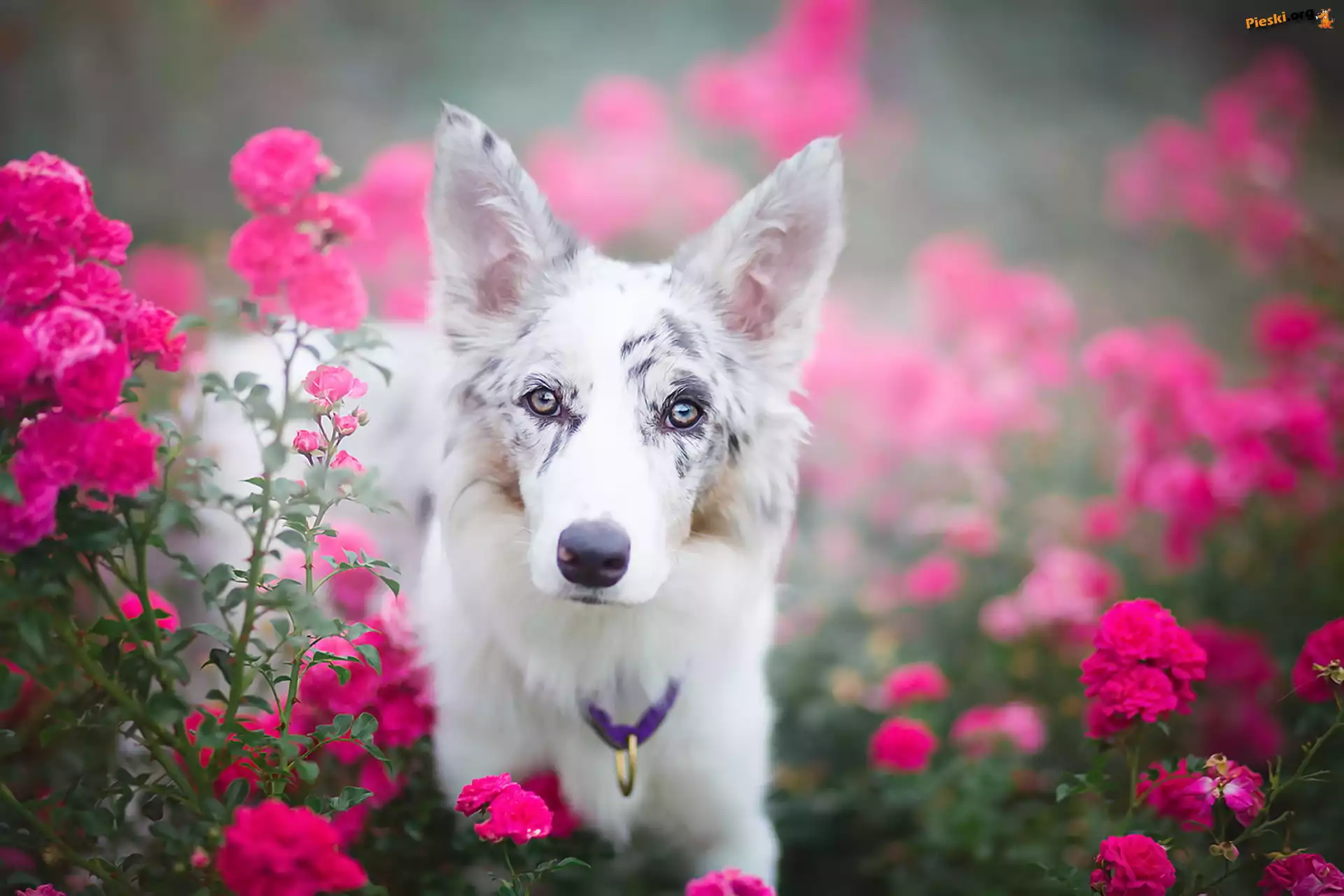 Kwiaty, Border collie, Portret, Róże