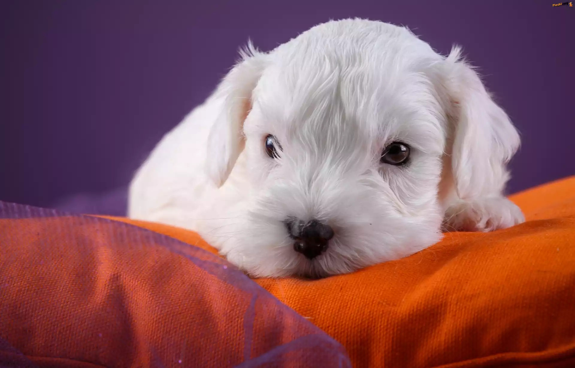 Sealyham terrier, Słodki, Szczeniaczek, Kanapa