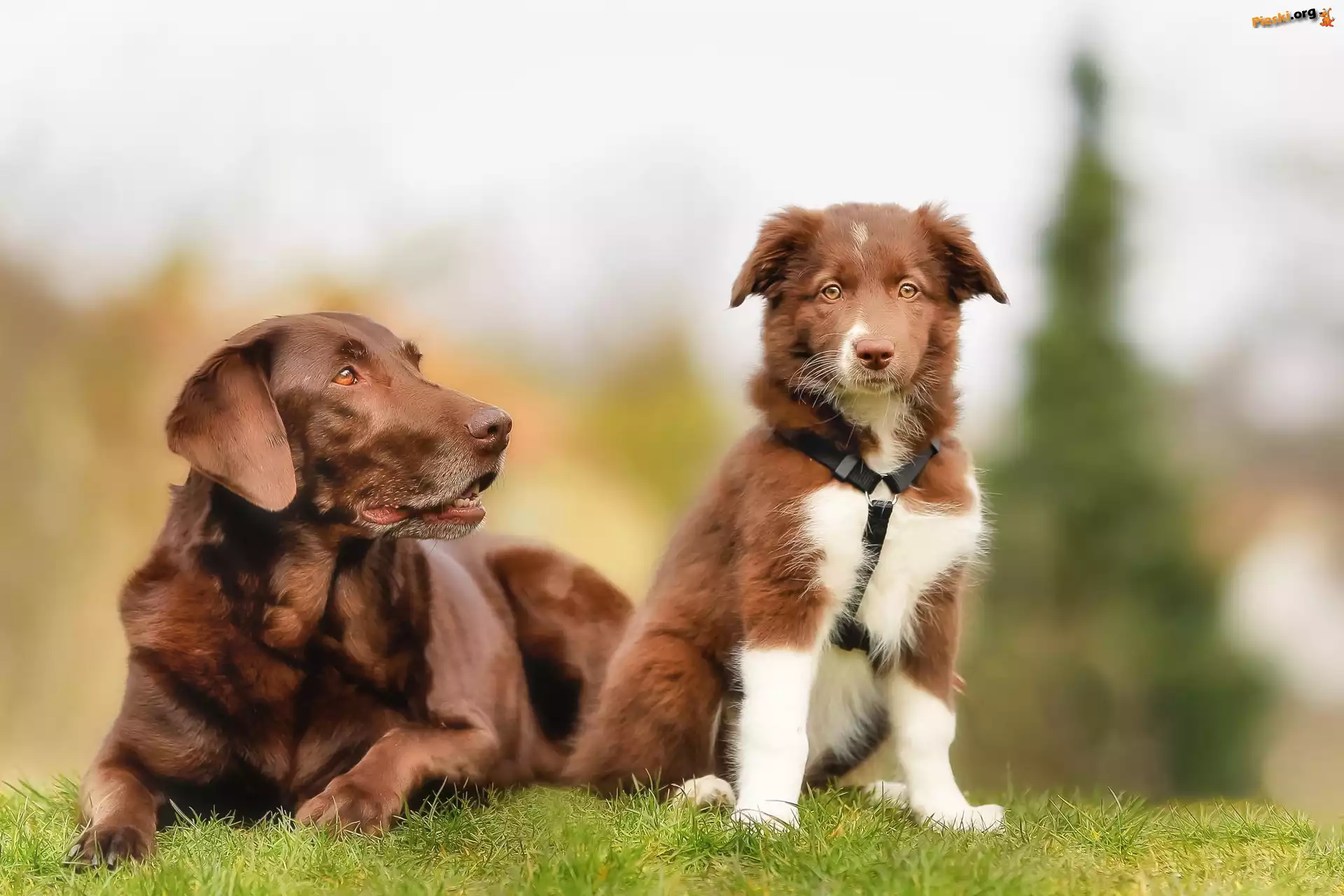 Labrador retriever, Dwa, Psy, Border collie