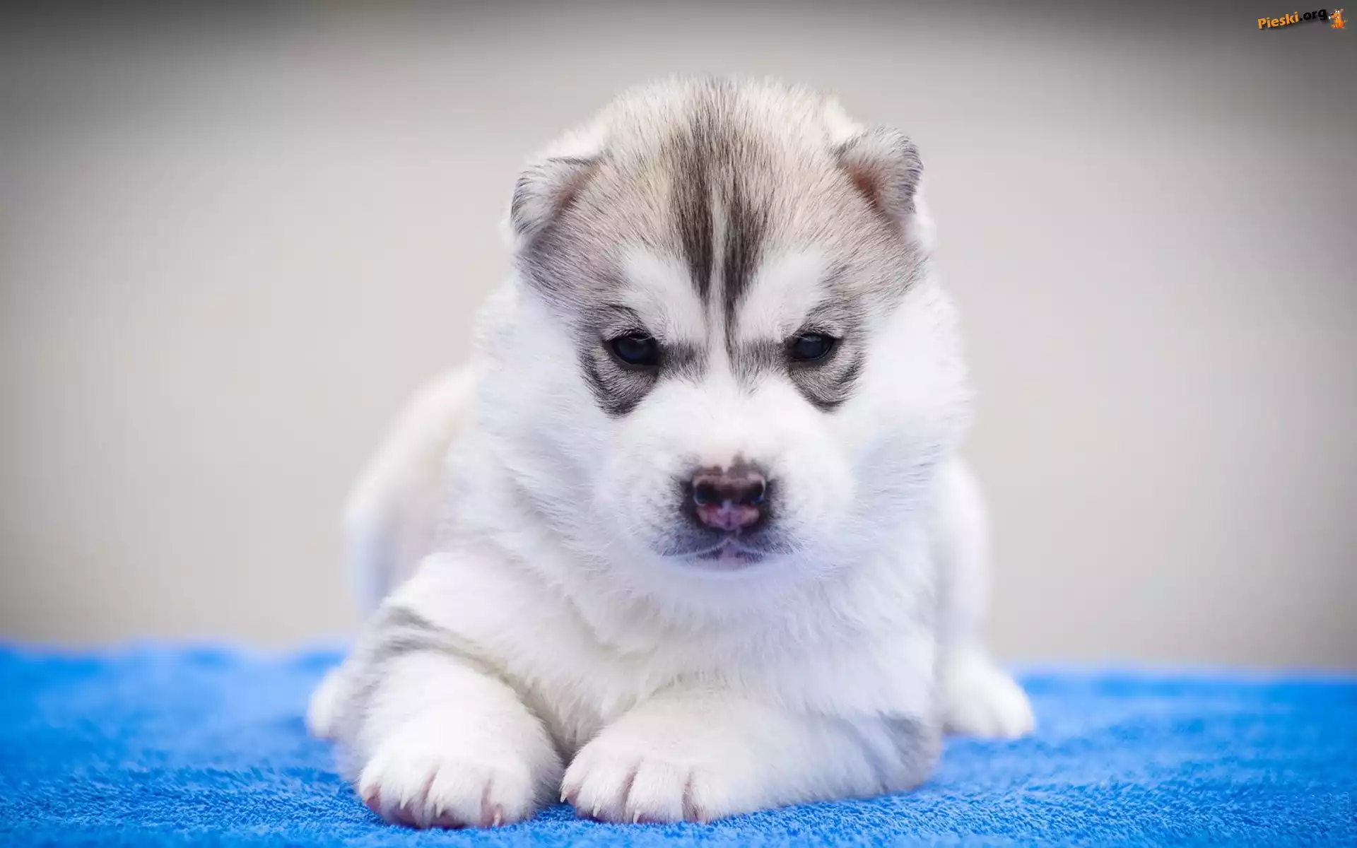 Leżący, Szczeniak, Siberian Husky