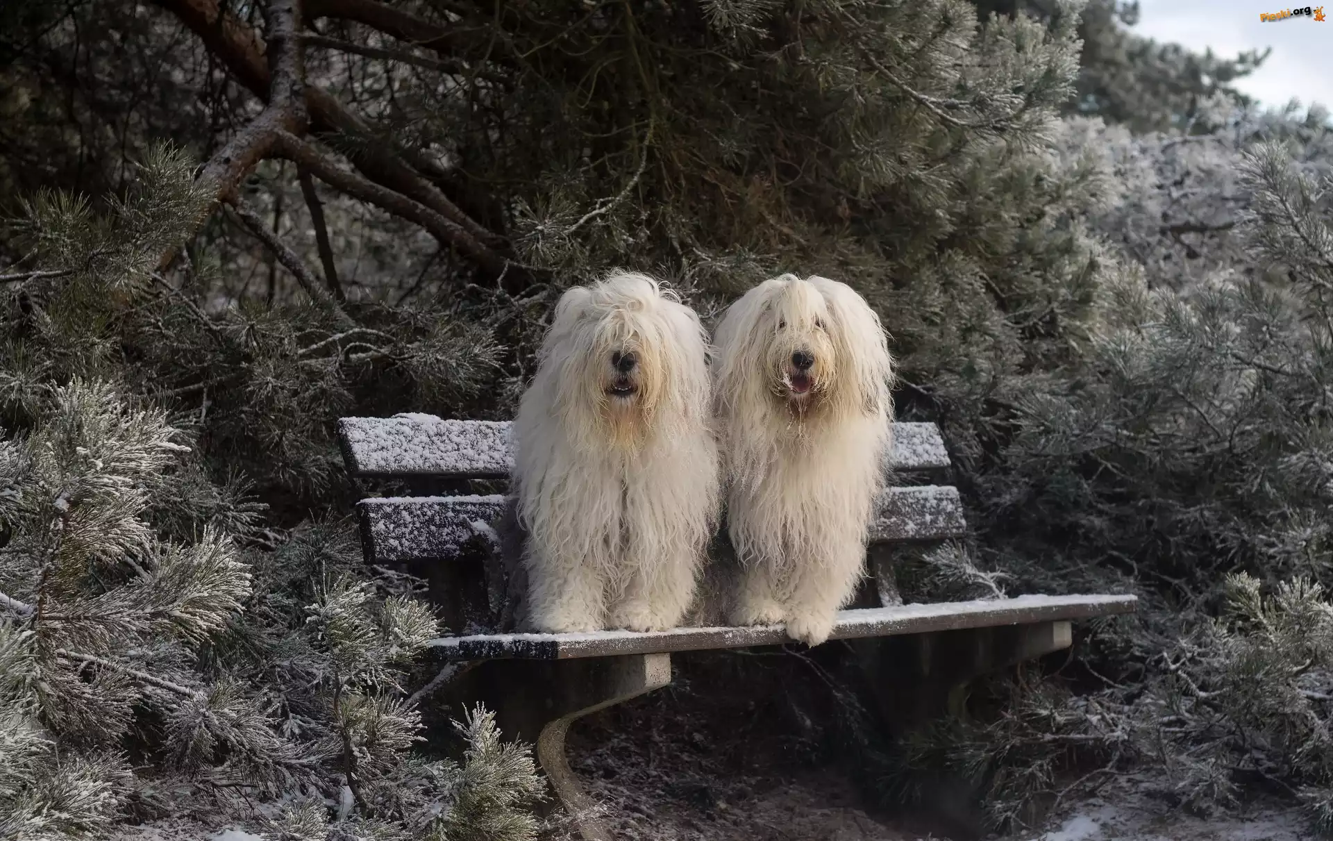 Iglaki, Owczarki staroangielskie Bobtail, Ławka, Śnieg