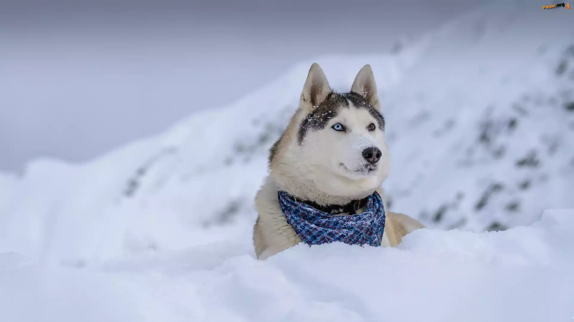 Zima, Siberian Husky, Chustka, Góry