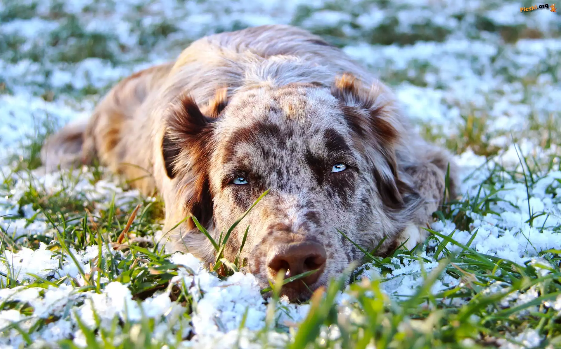 Śnieg, Owczarek australijski, Leżący, Australian shepherd, Trawa