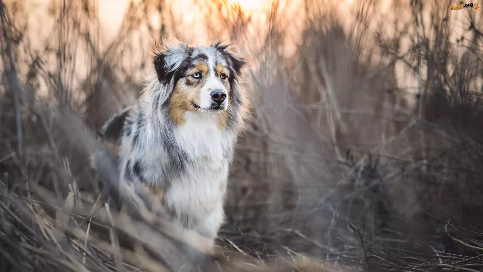 Owczarek australijski, Australian shepherd, Trawa