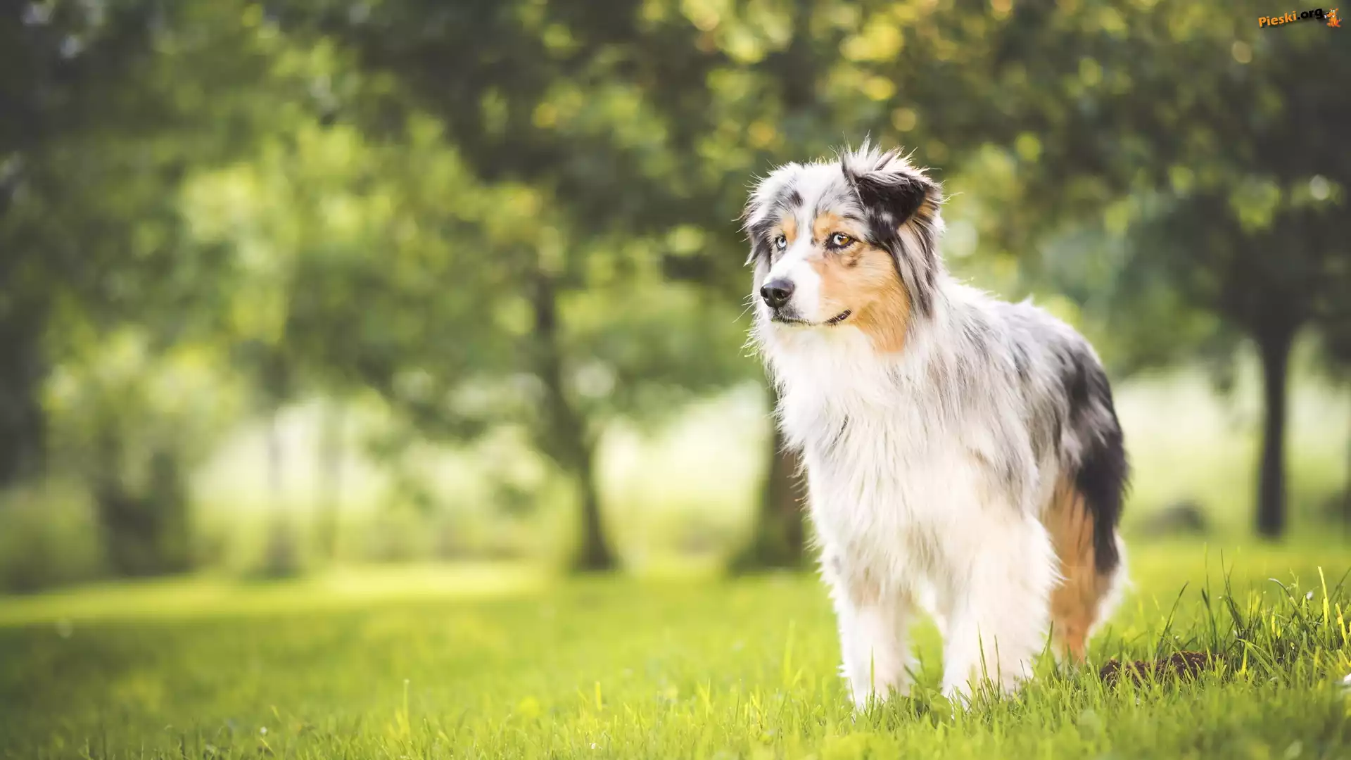 Wiosna, Owczarek australijski, Australian shepherd