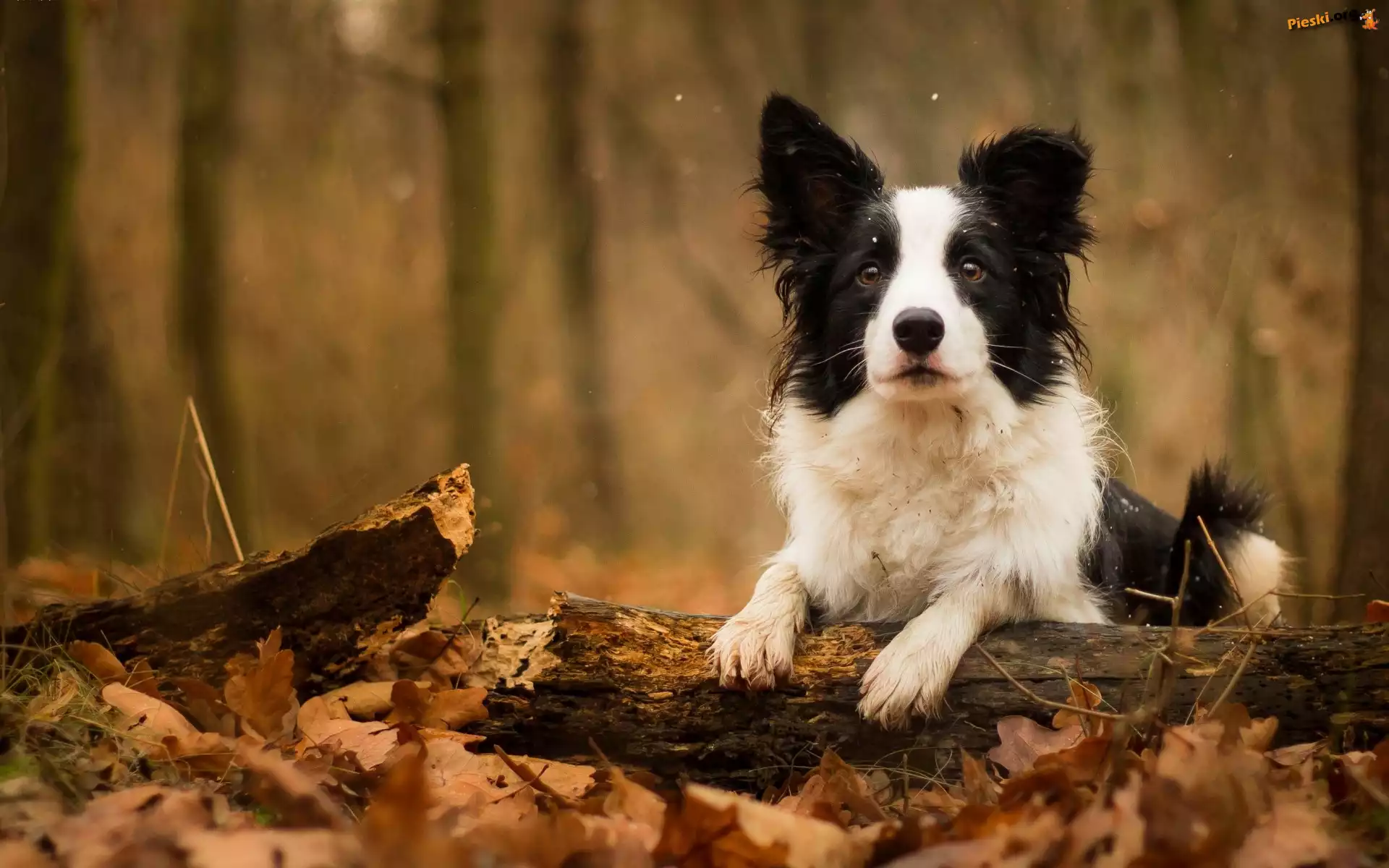 Gałąź, Border collie, Konar, Liście
