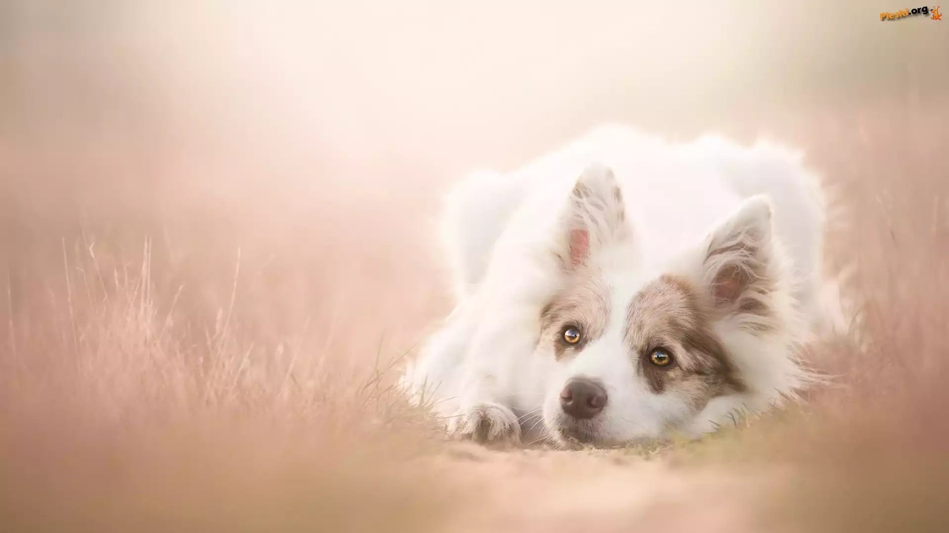 Rozmyte, Leżący, Border collie, Tło